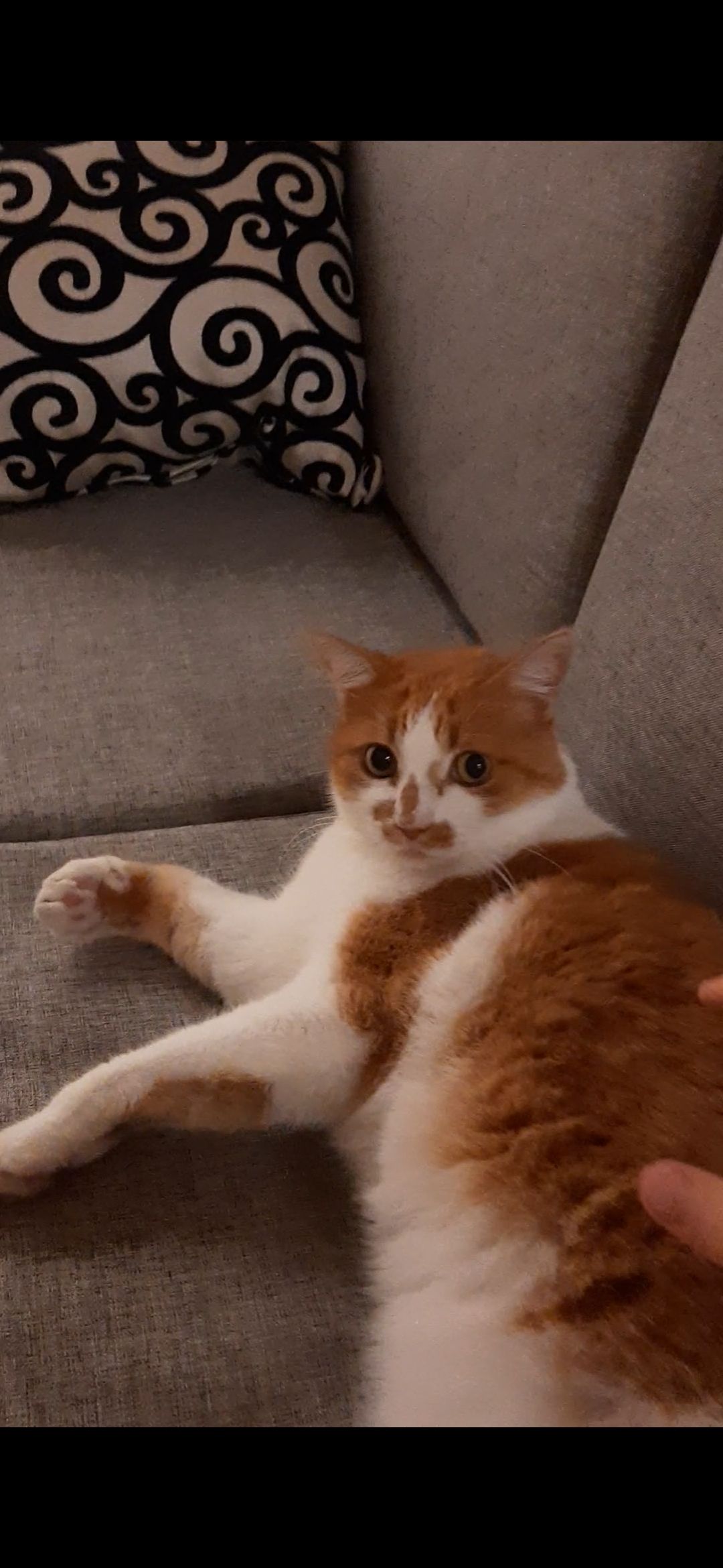 Karry Potter  - Krivūlės gatvė 1C, Vilnius