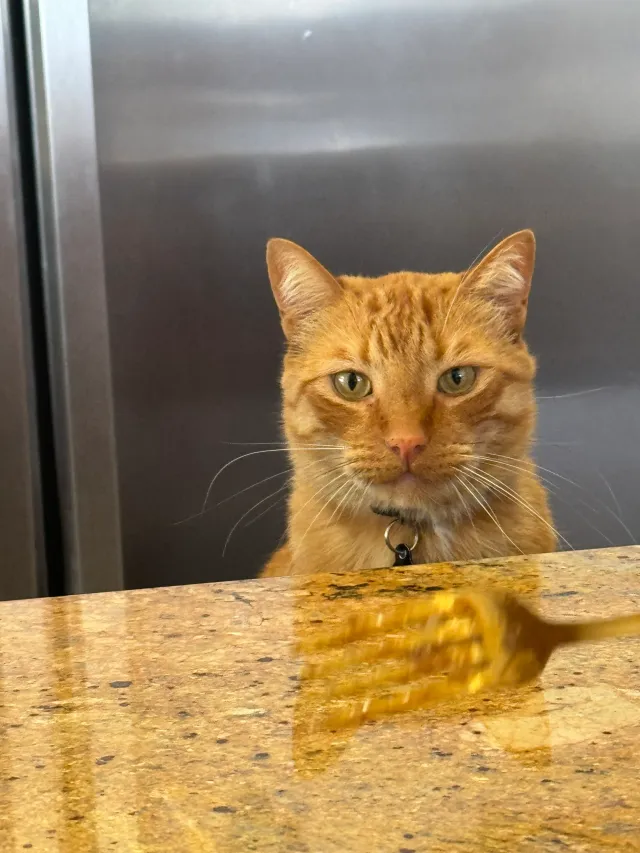 Simba - 116 Zaragoza Dr, Fairfield