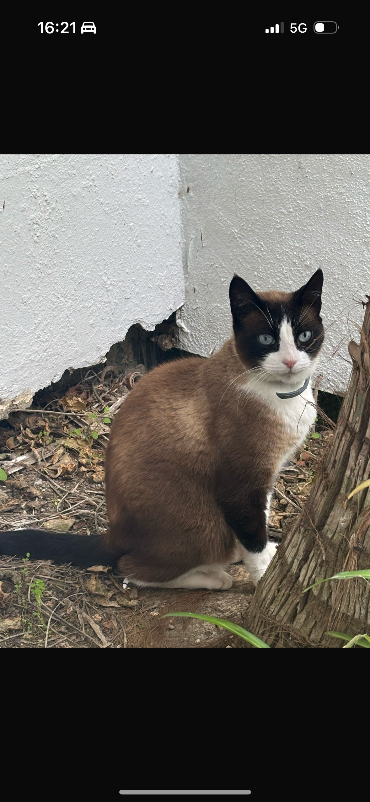 He encontrado un gato, he estado - Ur Guadalmina Baja, Marbella