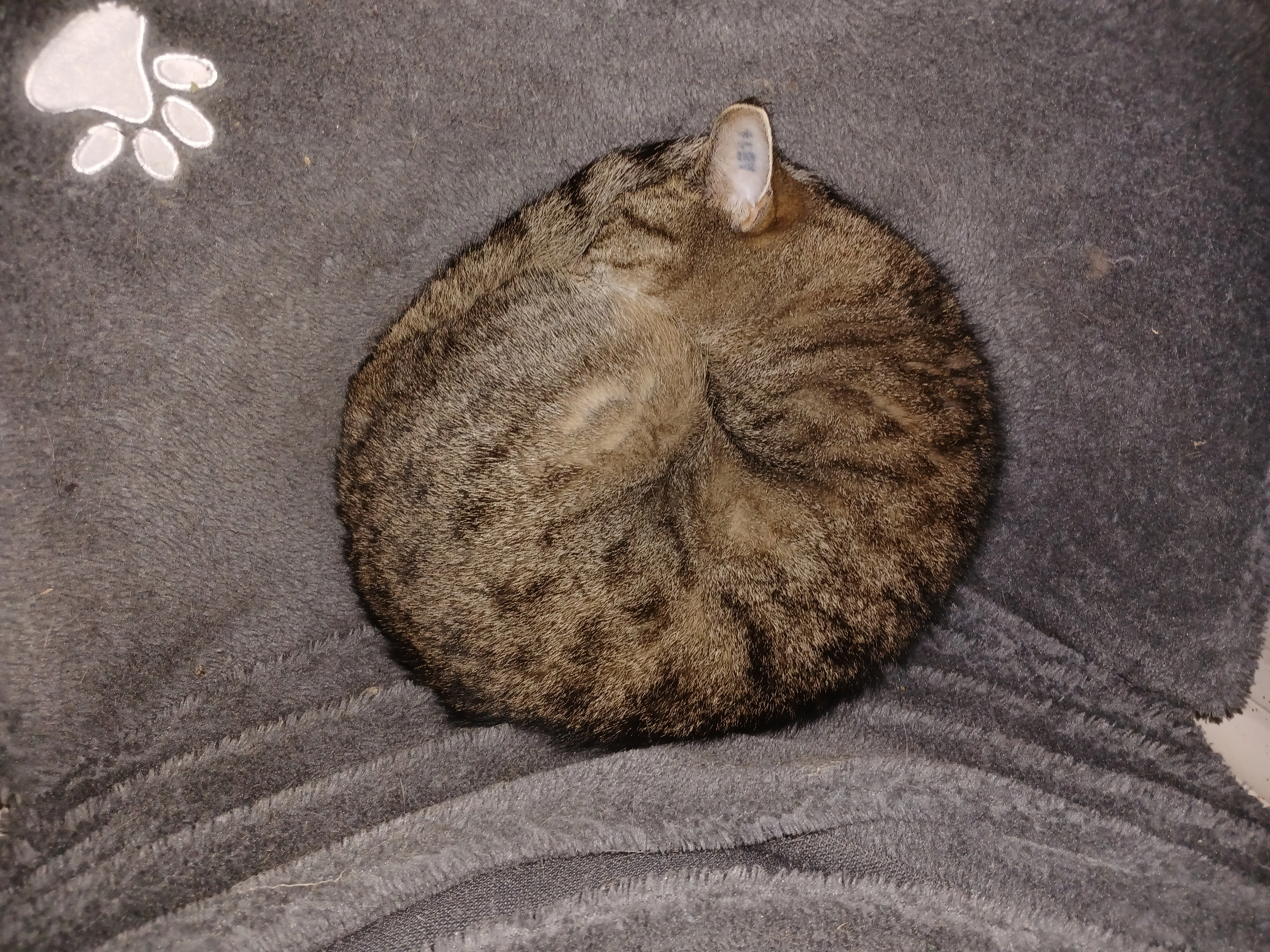 Hasel - Hambuchweg, Möhnesee