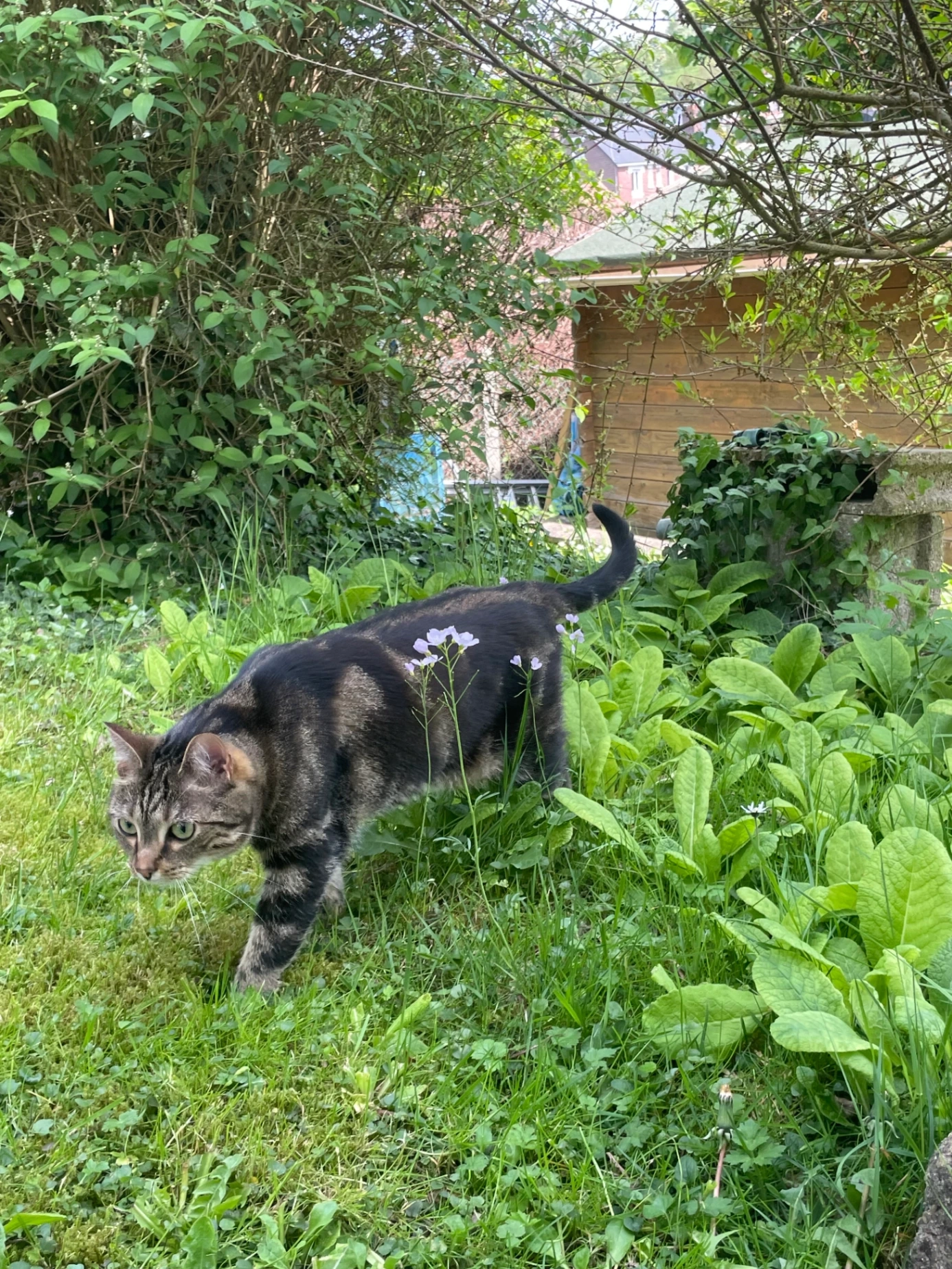 Shelby - 32BIS AVENUE SAINT ELOI, Limoges