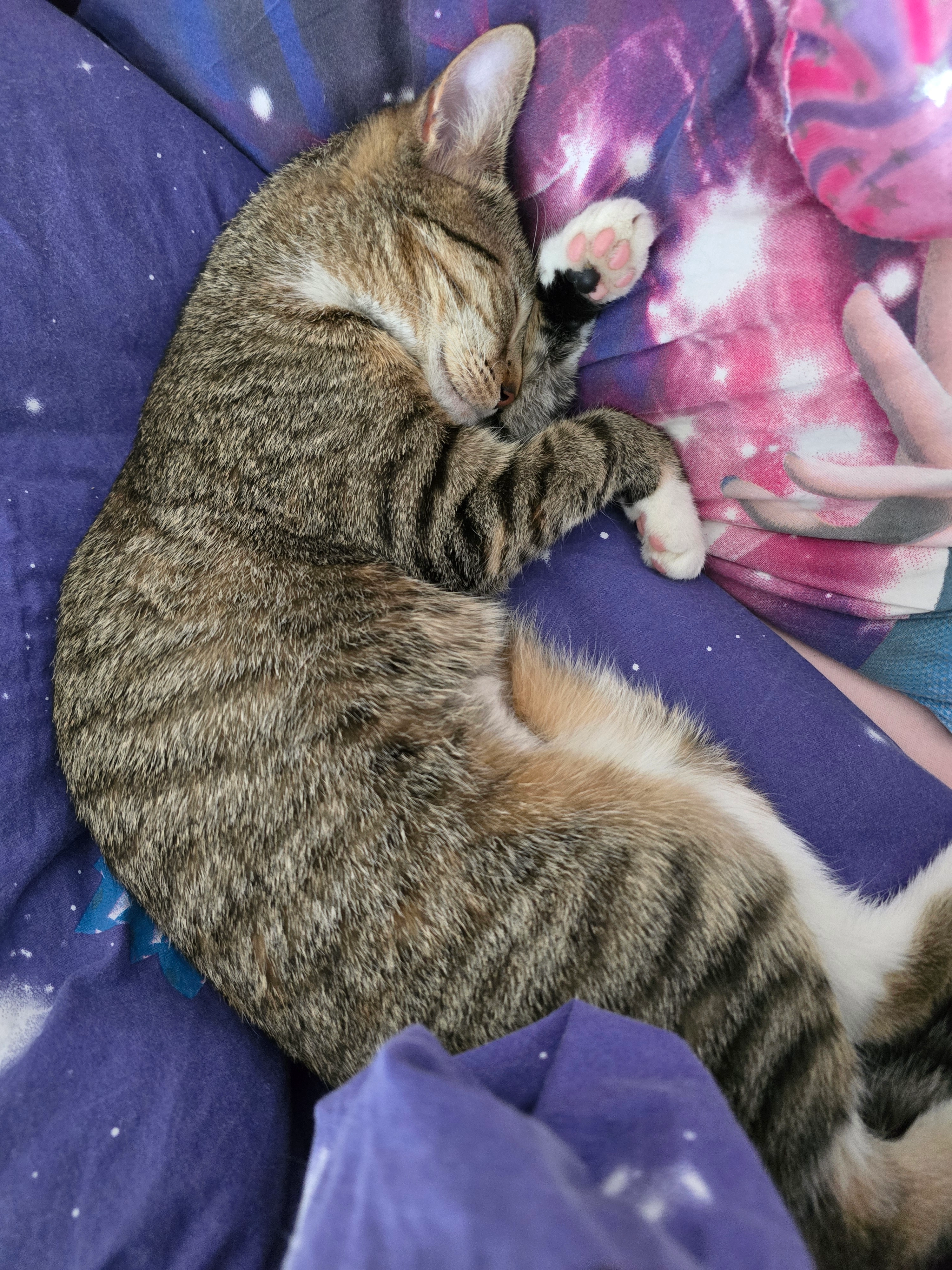 Lilly - Rothenberger Gärten, Hilchenbach