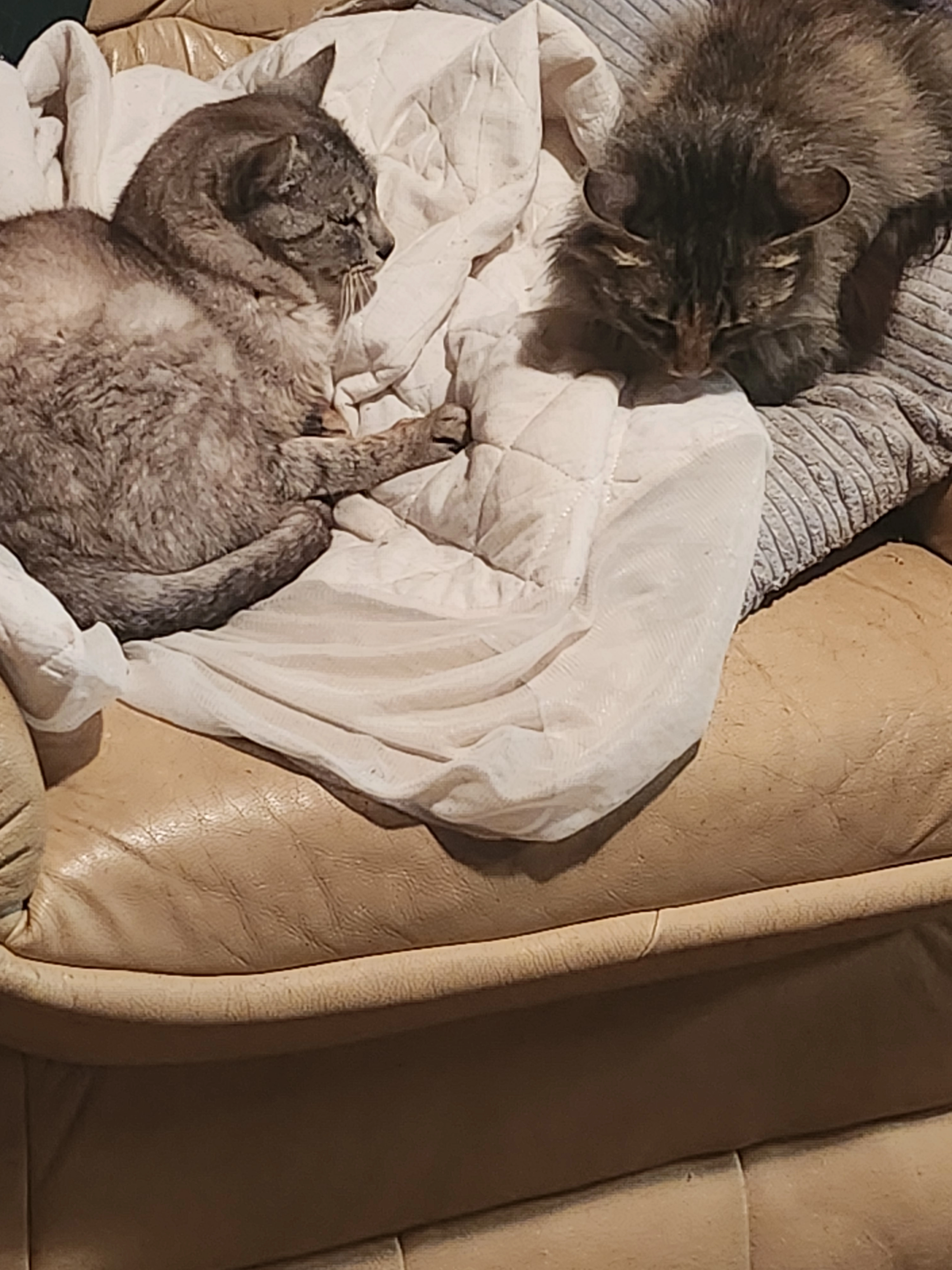 Blanche  - 10 Panre, Bréhan