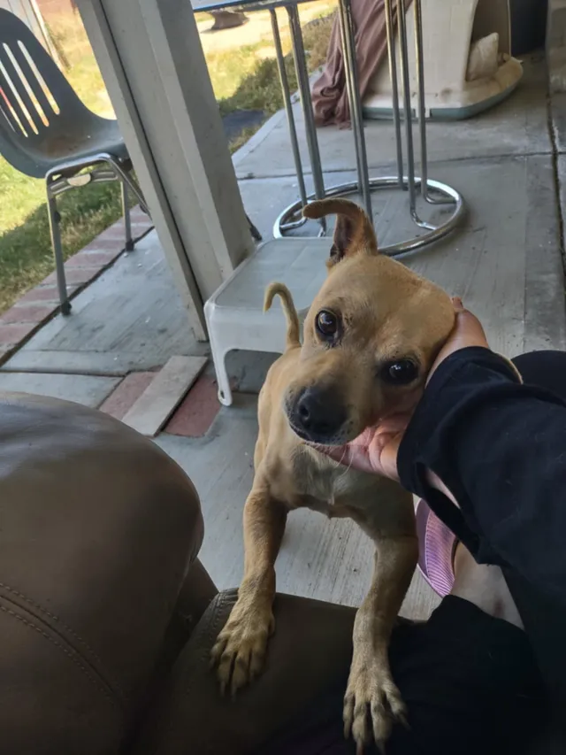 Brownie  - Jacklin Avenue, Palmdale