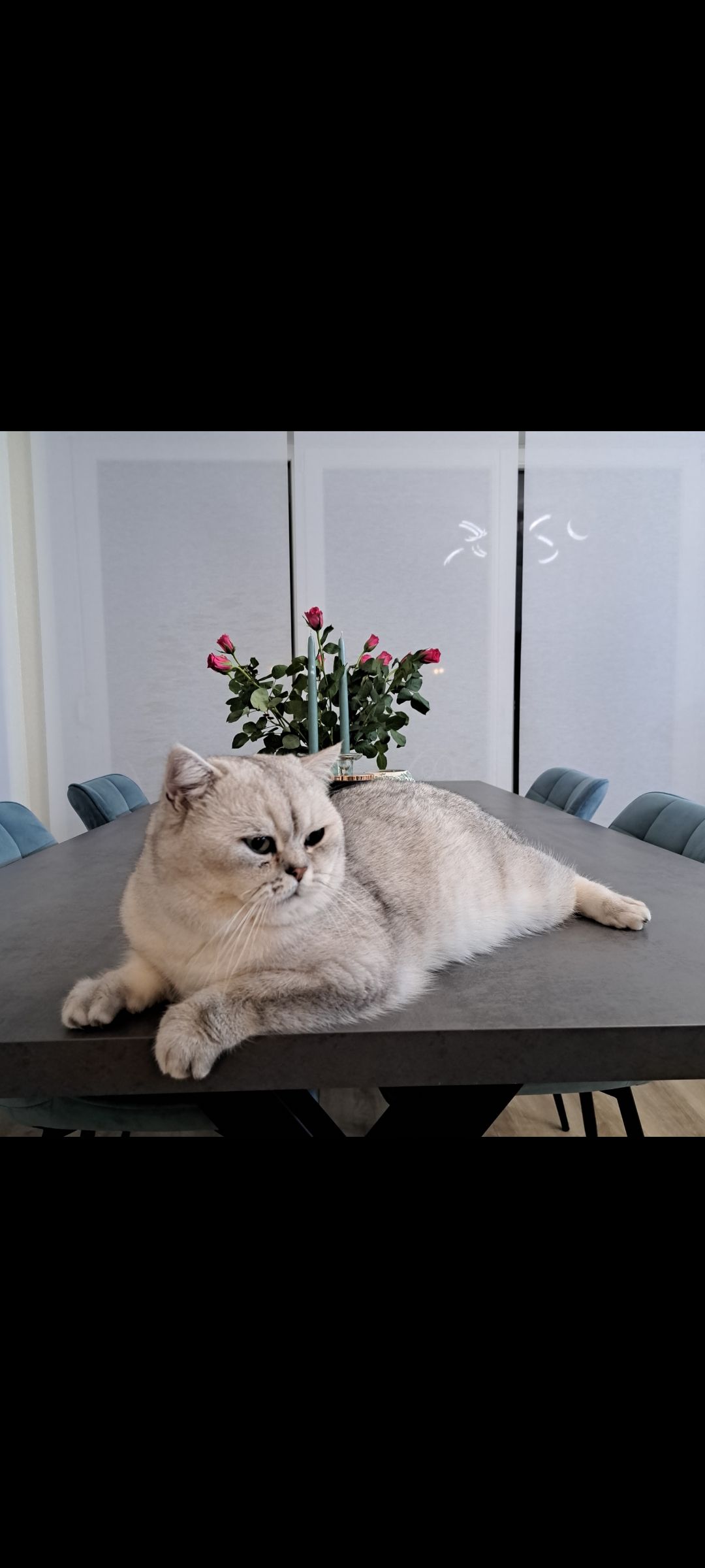 Rocky - Buchweizenweg, Schlangen