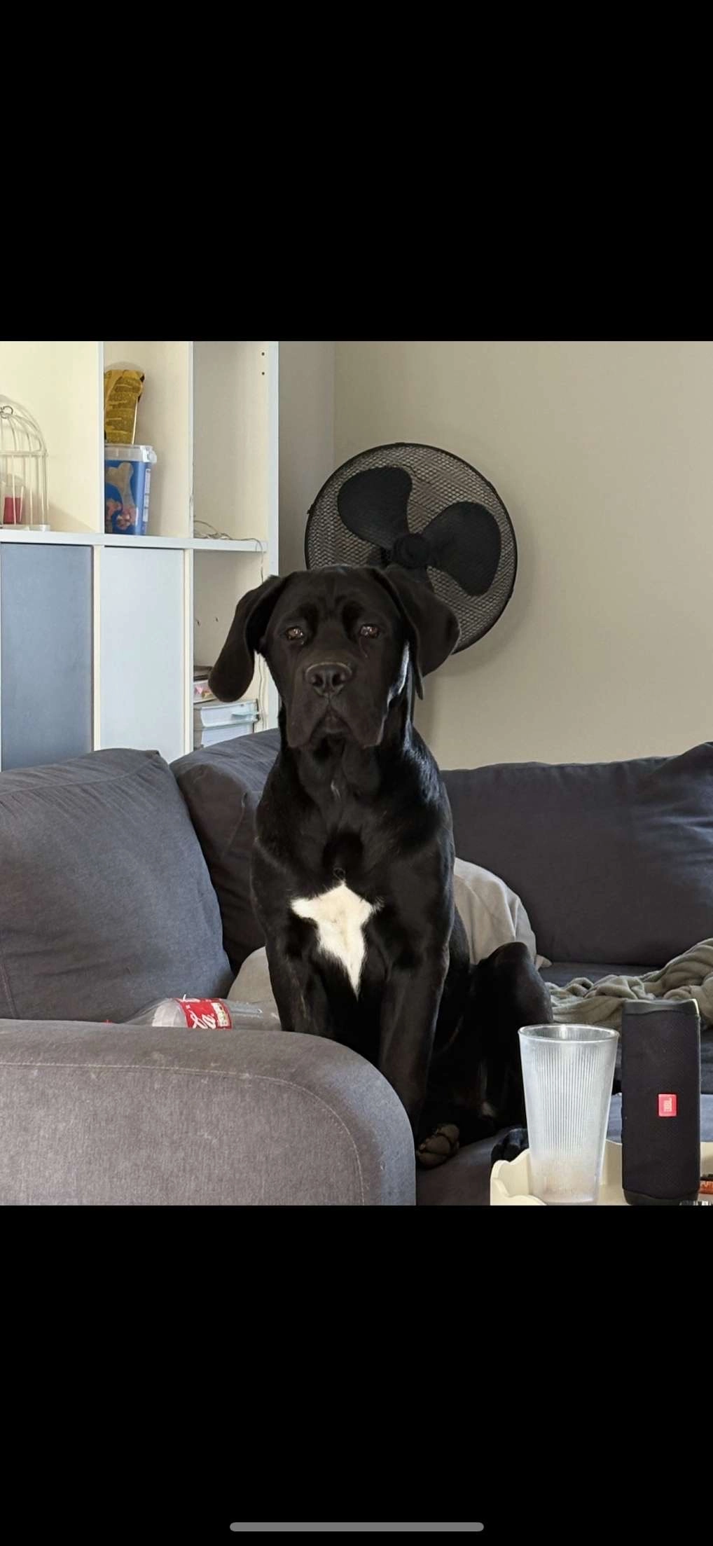 Sally - Route Du Moulin De Roussanes, Birac-sur-Trec