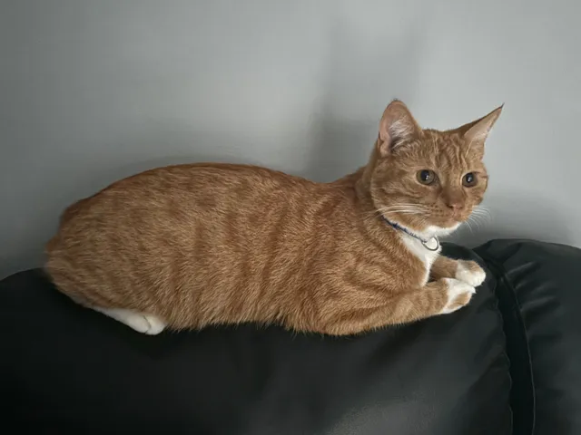 Zuko - Hazel Drive, Reading