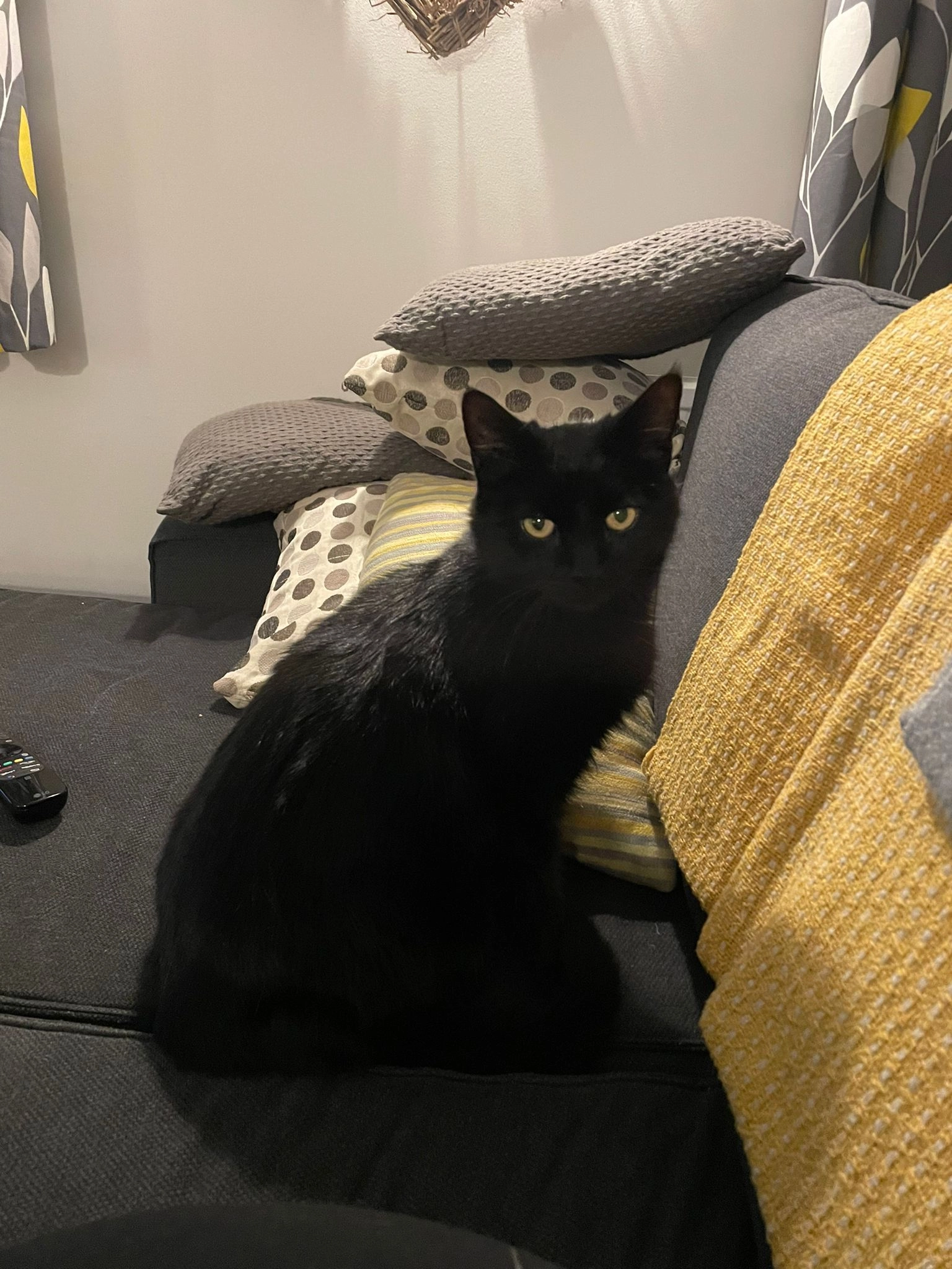 Otto - Gromford Lane, Saxmundham