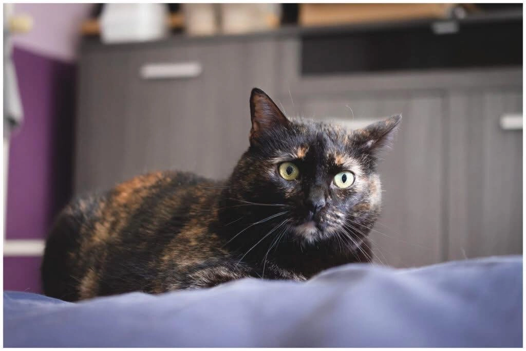 DYNA - Chemin de Moricaud, Piolenc