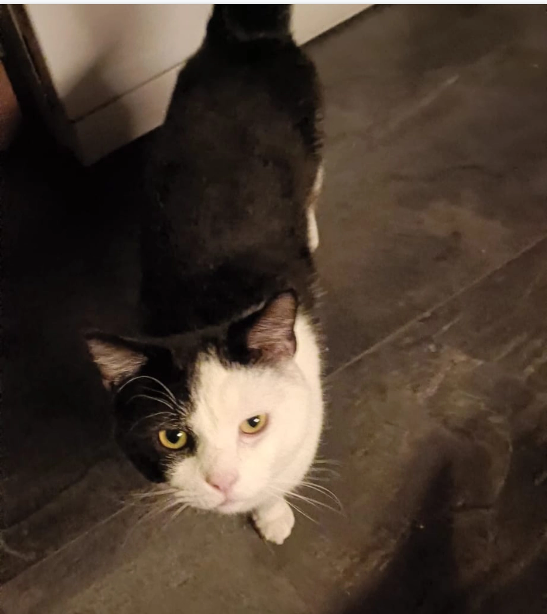 Dexter - The Avenue, Skerries