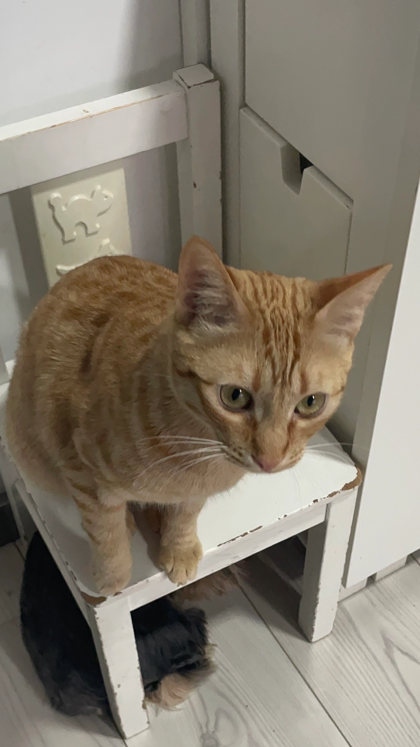 RUBIO - Paseo Santa Águeda, Murcia