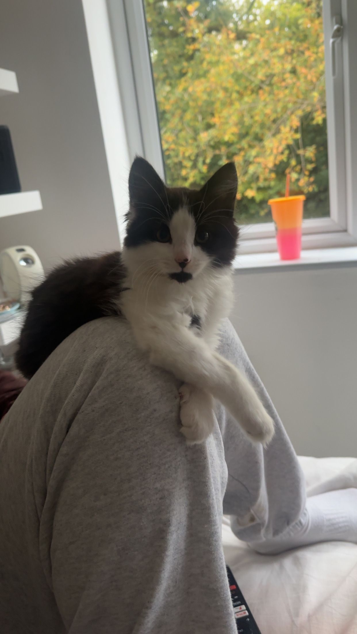 Chester - Passfield Common Road, Liphook