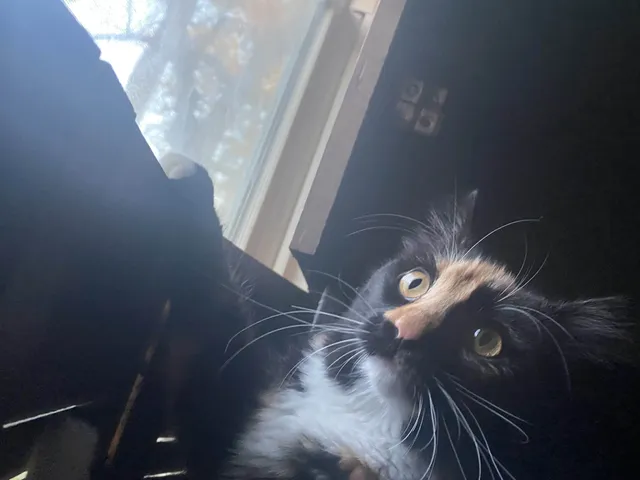 Muffin - East C Street, Belleville