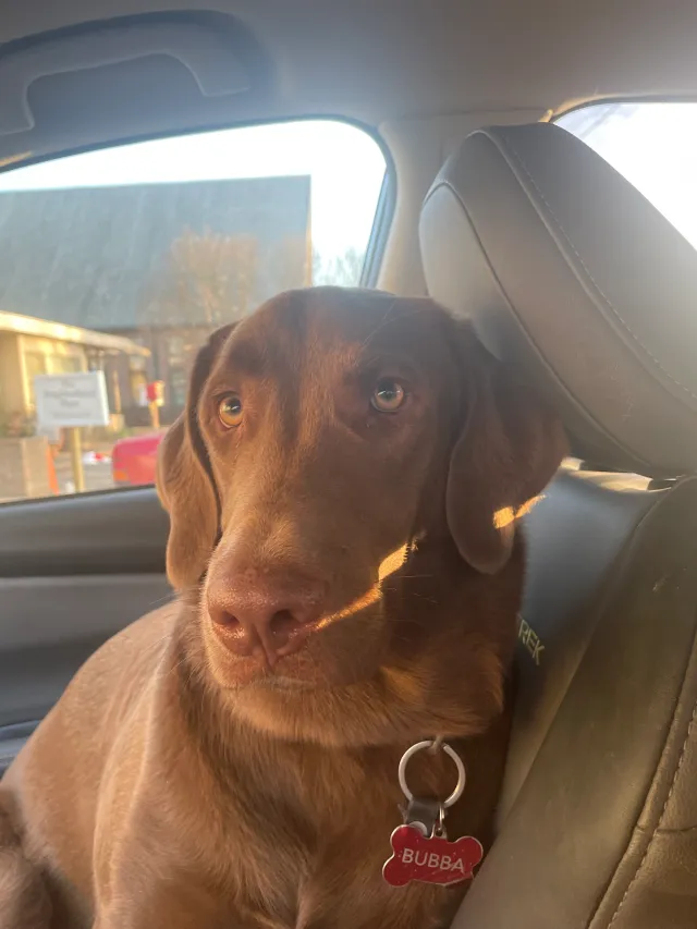 Bubba - Cleveland Street, Little Rock