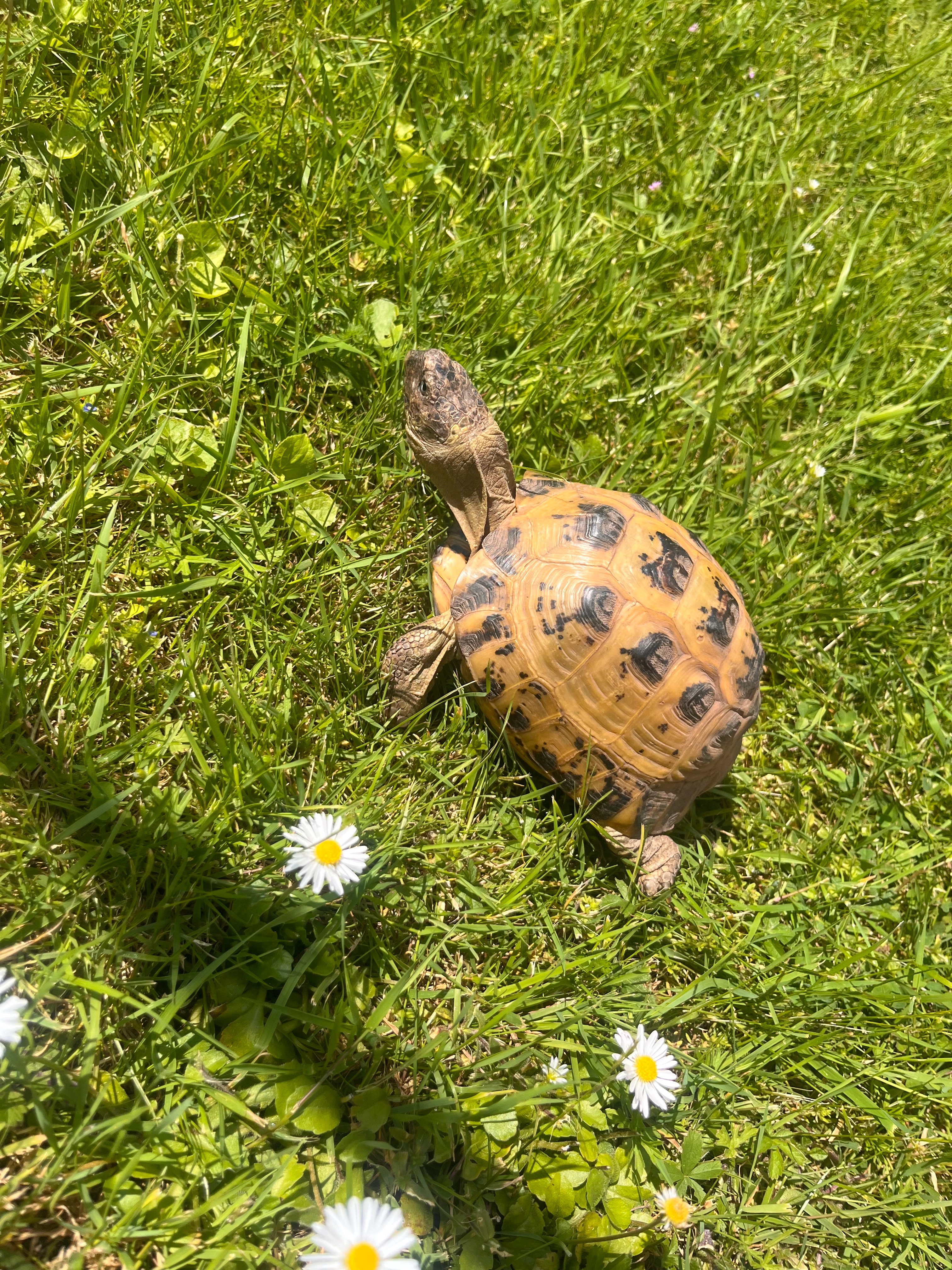 Nelson - Mowbray Road, Bedford