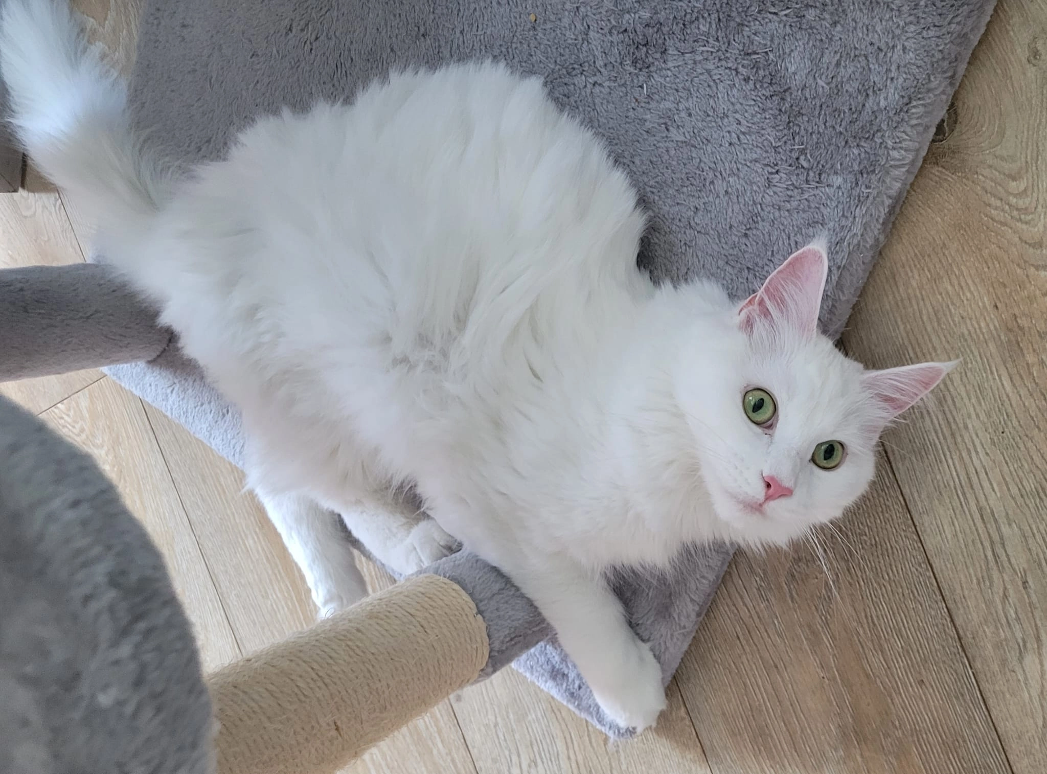 giselle im impfpass. (mew ich) - Sigmund-Freud-Straße 76, Frankfurt am Main