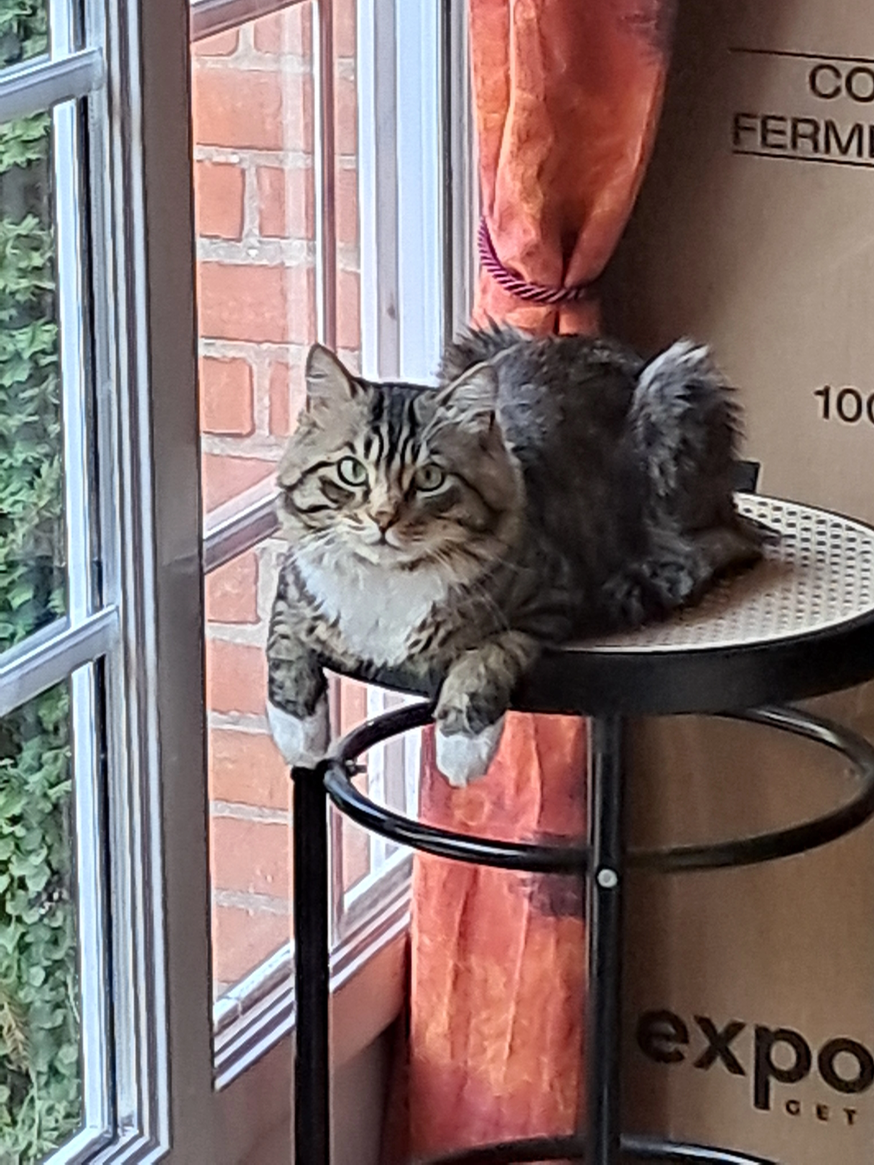 Titi - Rue Carnot, Gravelines