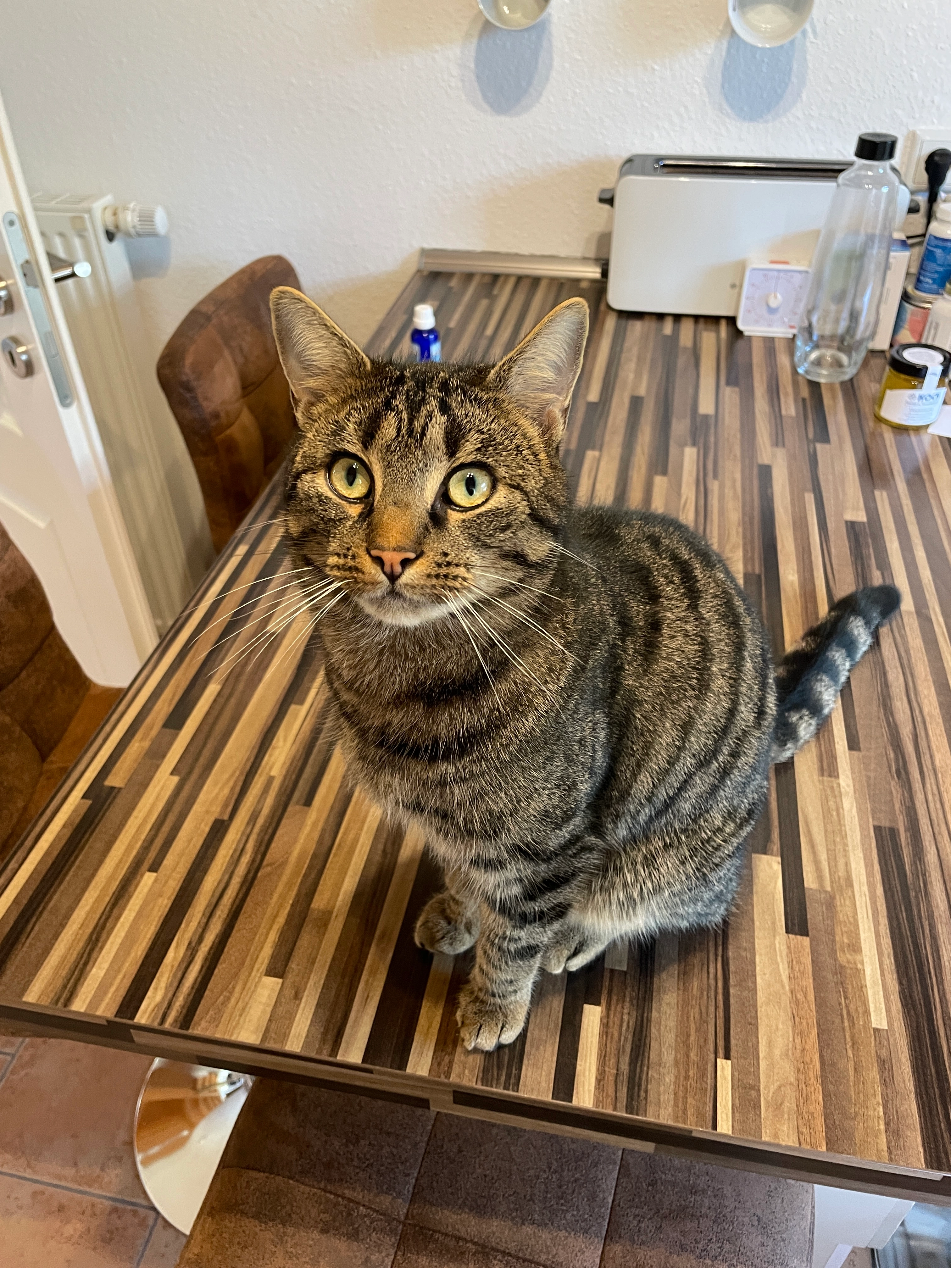 Eddy - Westeresch, Bad Zwischenahn