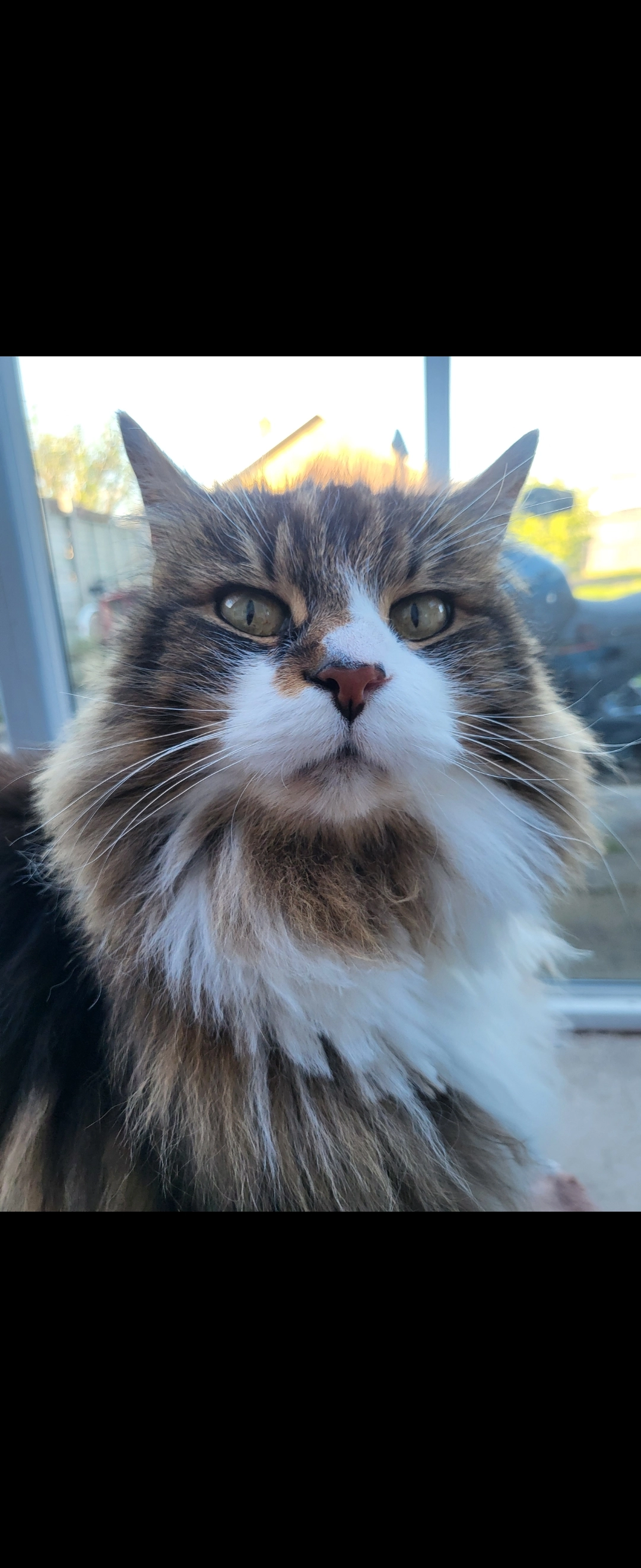 Fluffy  - GL4 0, Gloucester