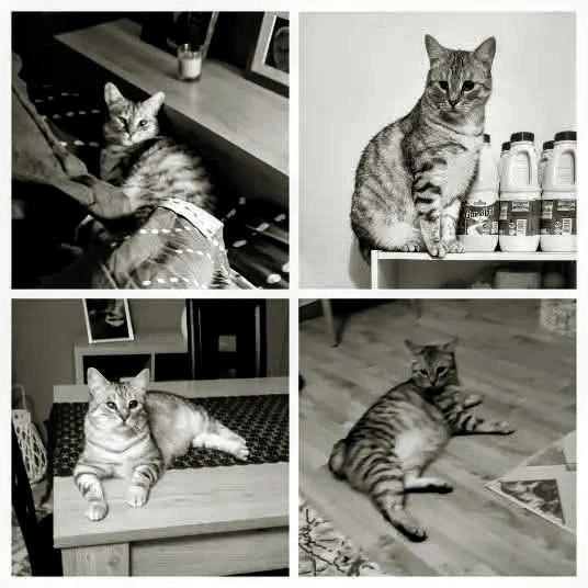 Waako  - 43 Impasse des Pierrailles, Fléac