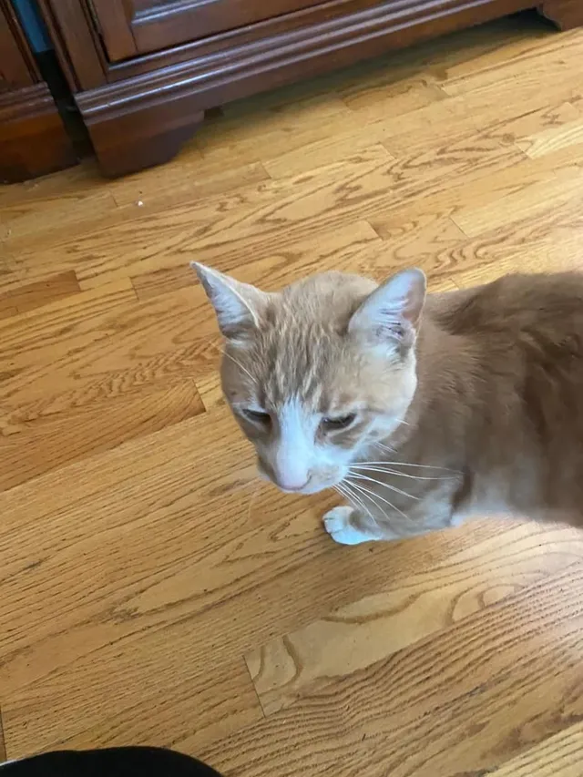 Biscuit  - 1570 Bungalow Ln, Petaluma