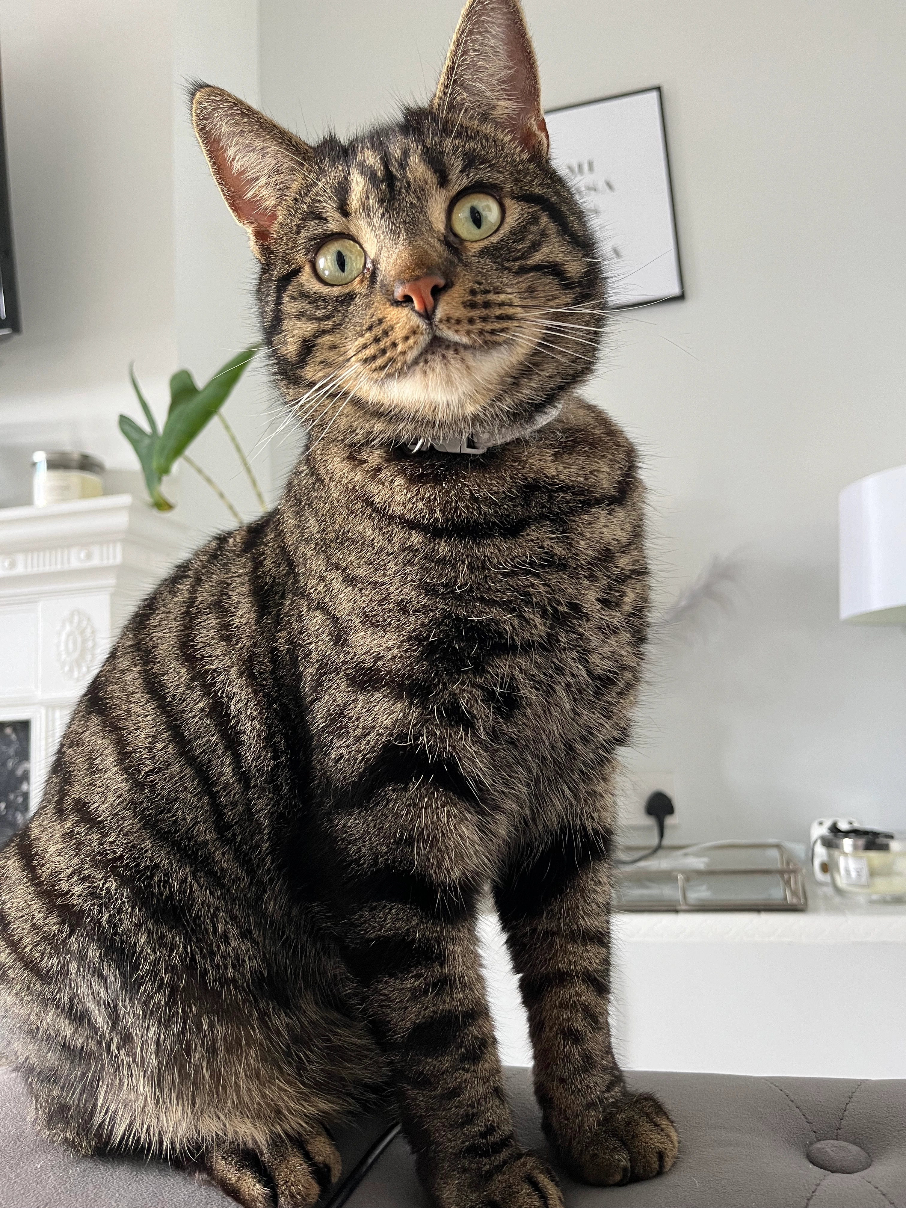 Cubs - 26 Park Road, Aldershot