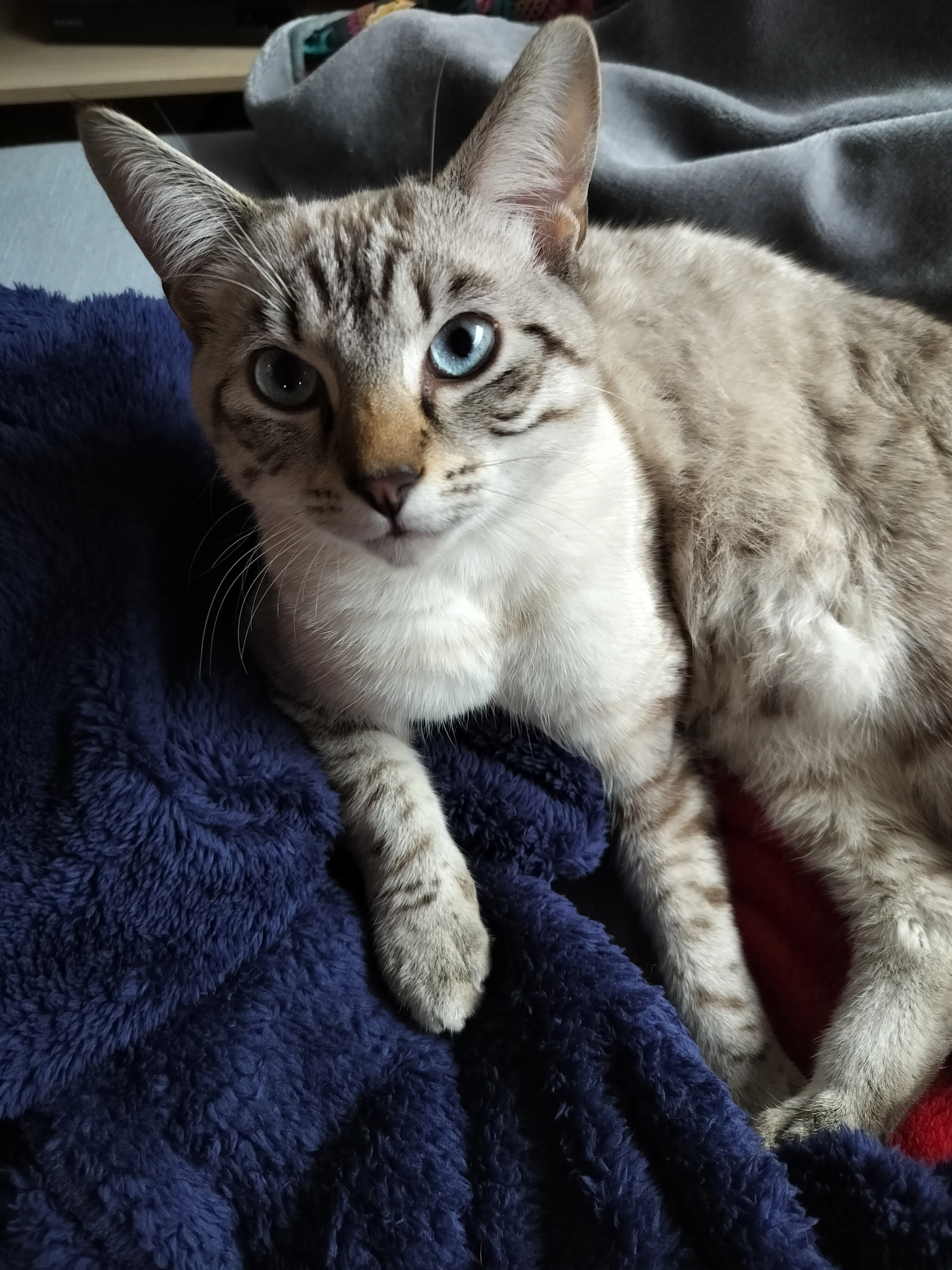 Rodolph - Allée Stella, Narbonne