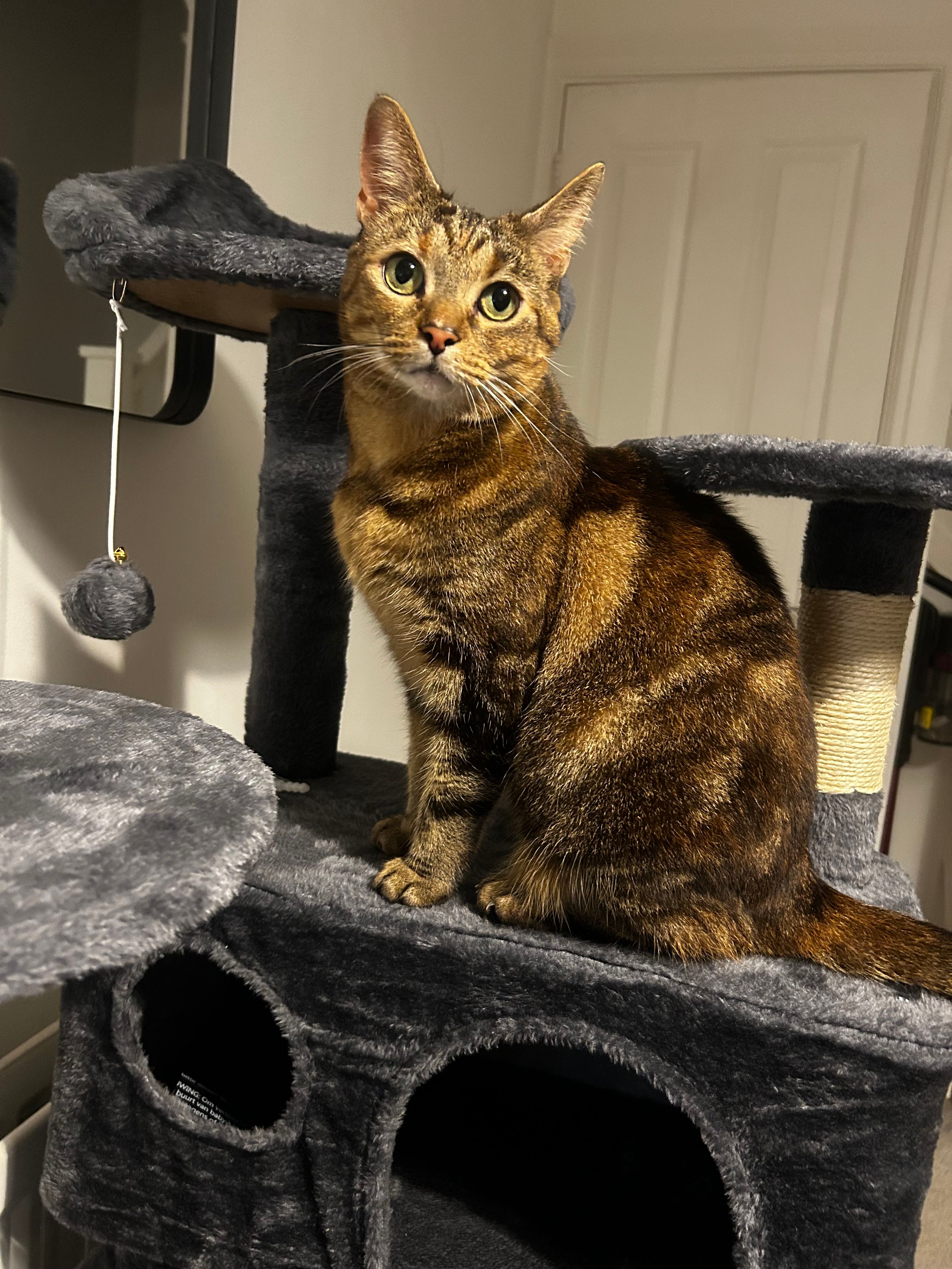 Mouse - Paton Court, Nottingham