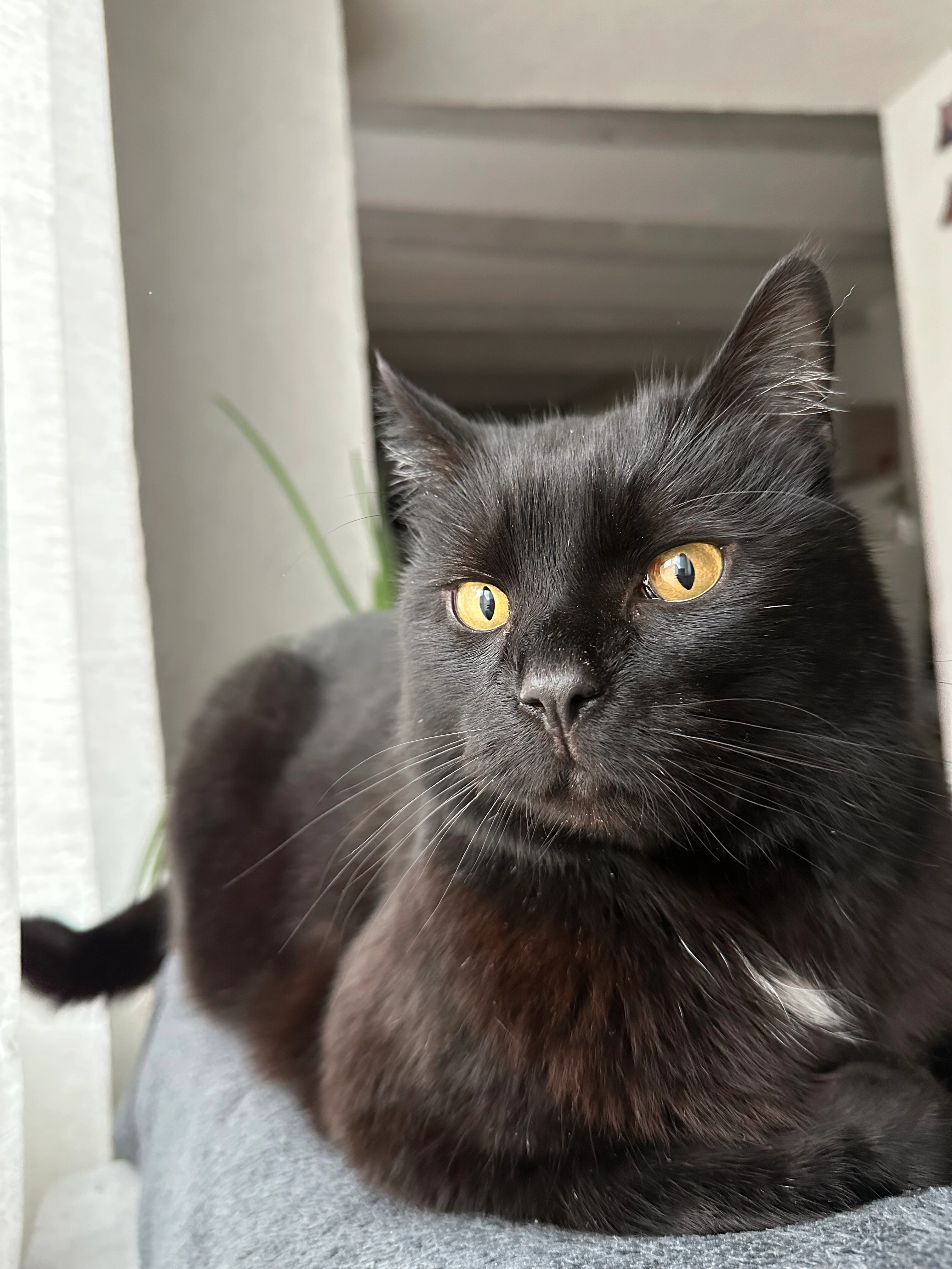 choupy - Rue Des Écoles, Culoz