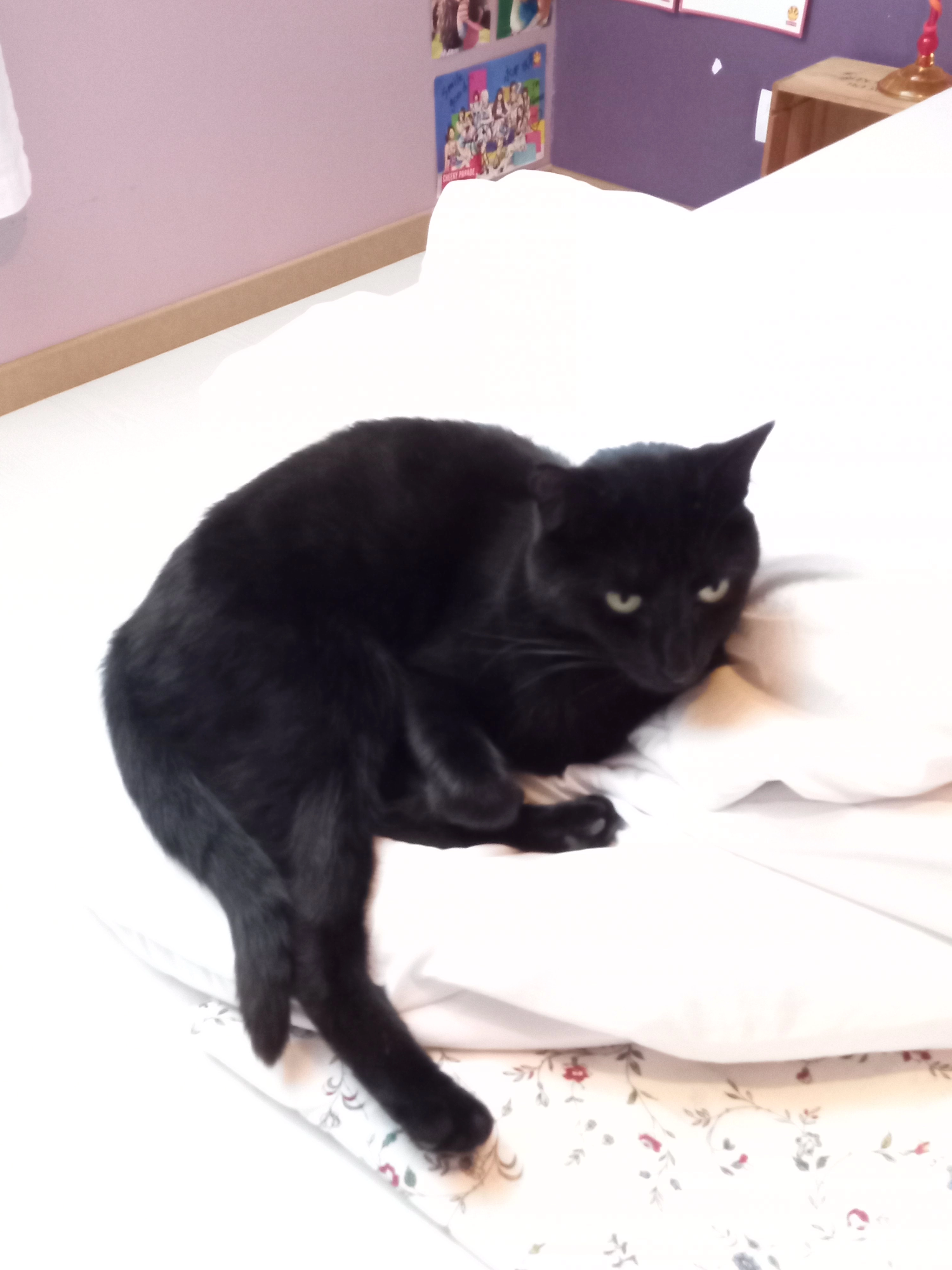 Kafka - La Mitanne Boue, Piré-Chancé