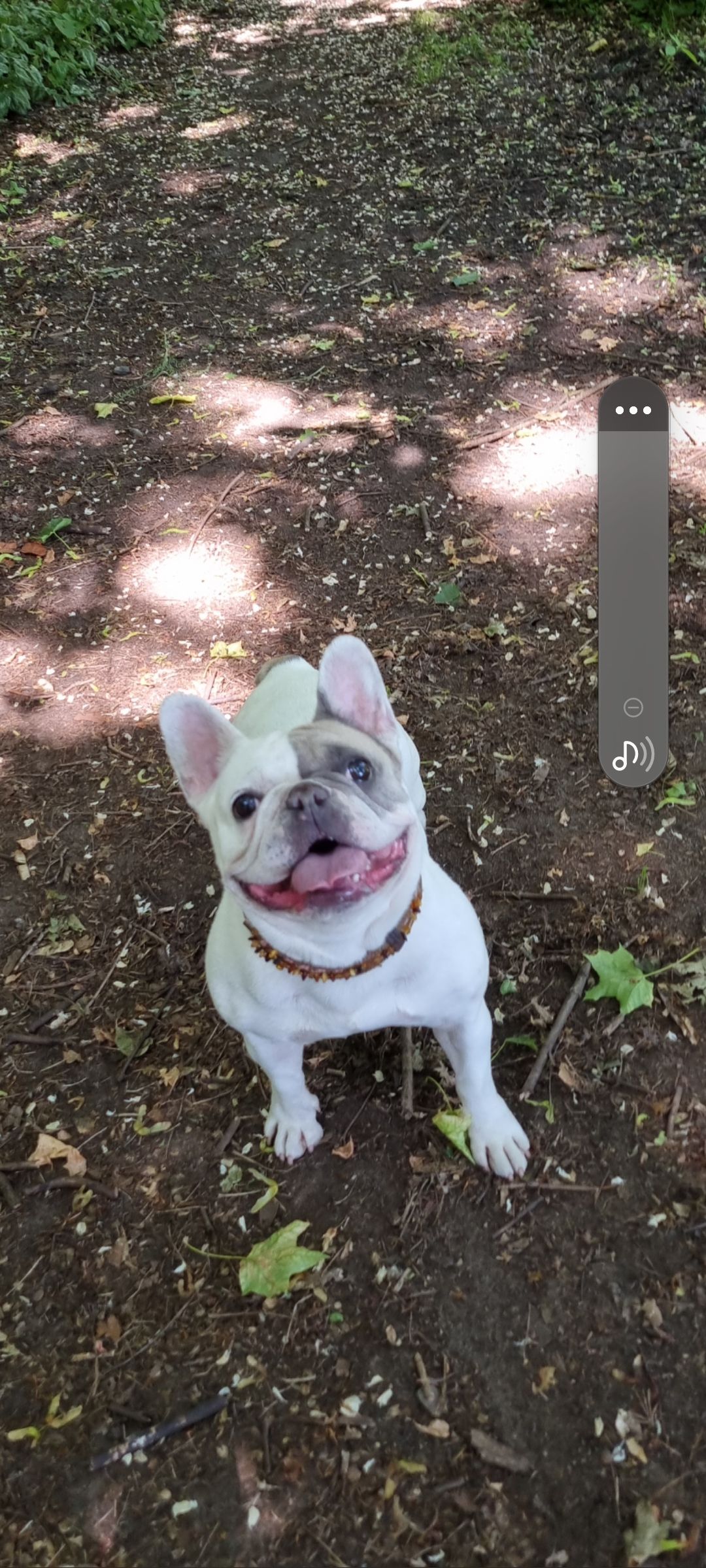 Pippa - Sandfoort 43, Hamburg