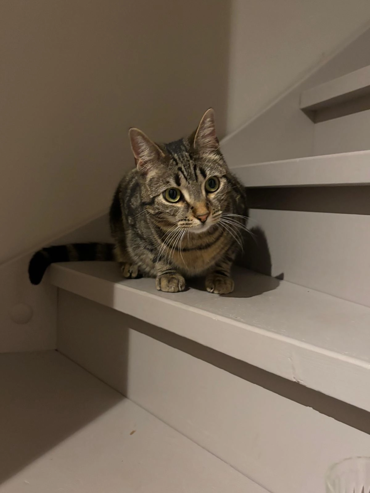 Boris - Havenweg, Sint-Annaland