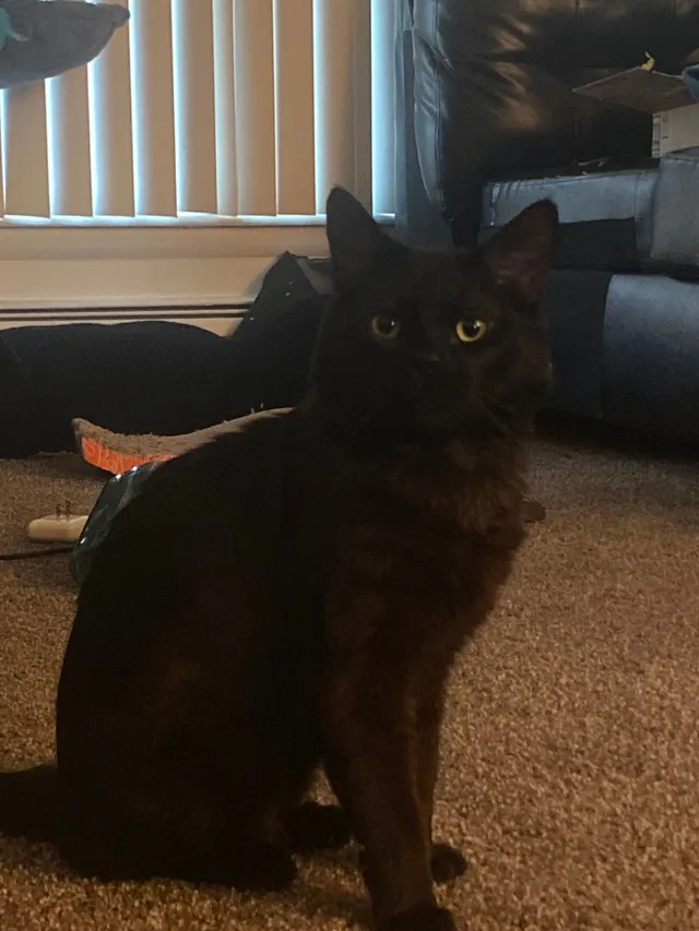Nyx - Imperial Drive, Warren