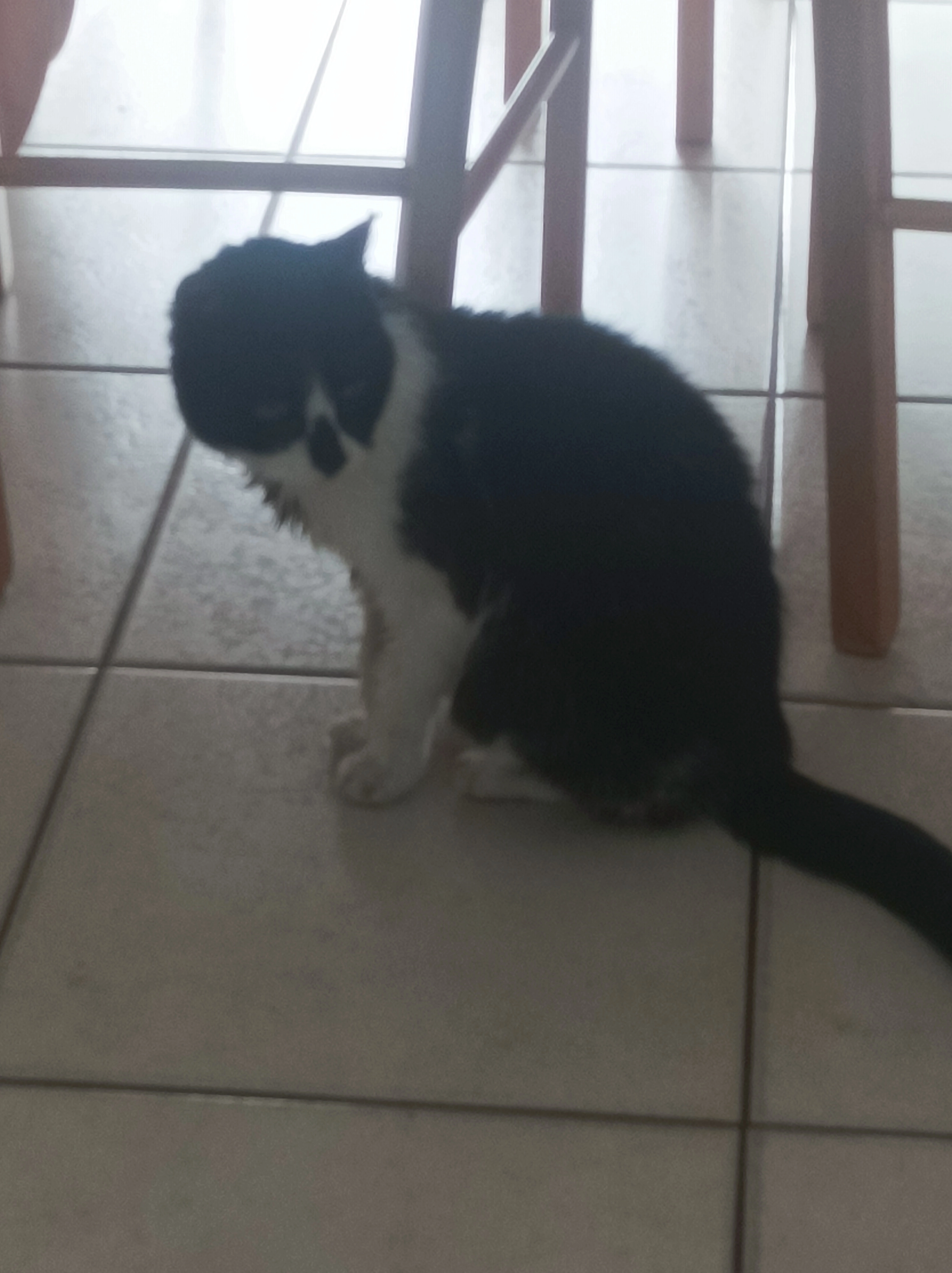 Abby - Rue De Lantrennou, Saint-Pol-de-Léon