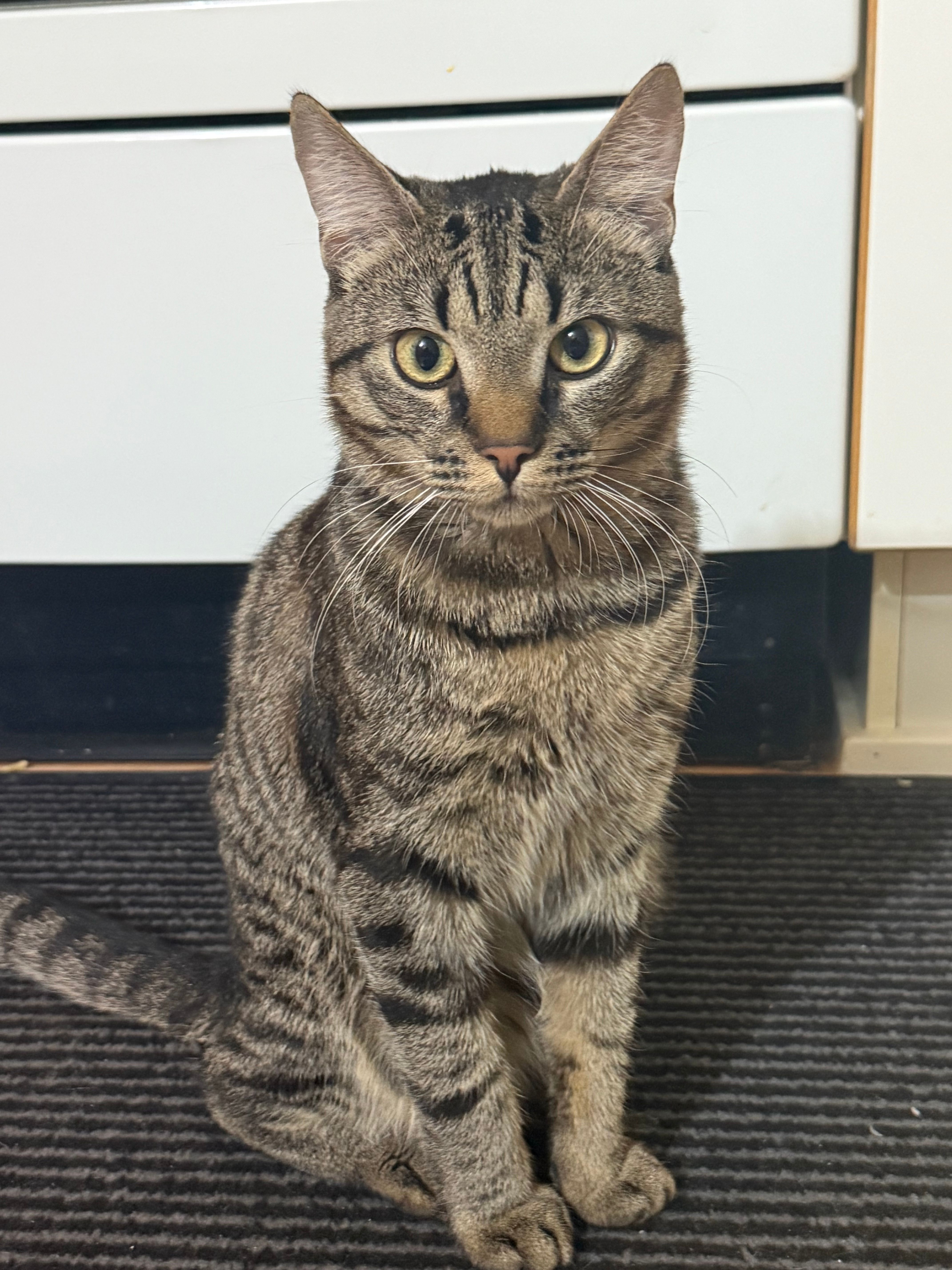 Miți - Klokkeskovvej, Viby