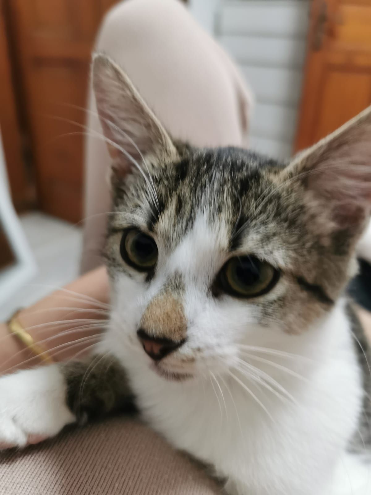 Queen  - Kurstraße 55, Brandenburg an der Havel