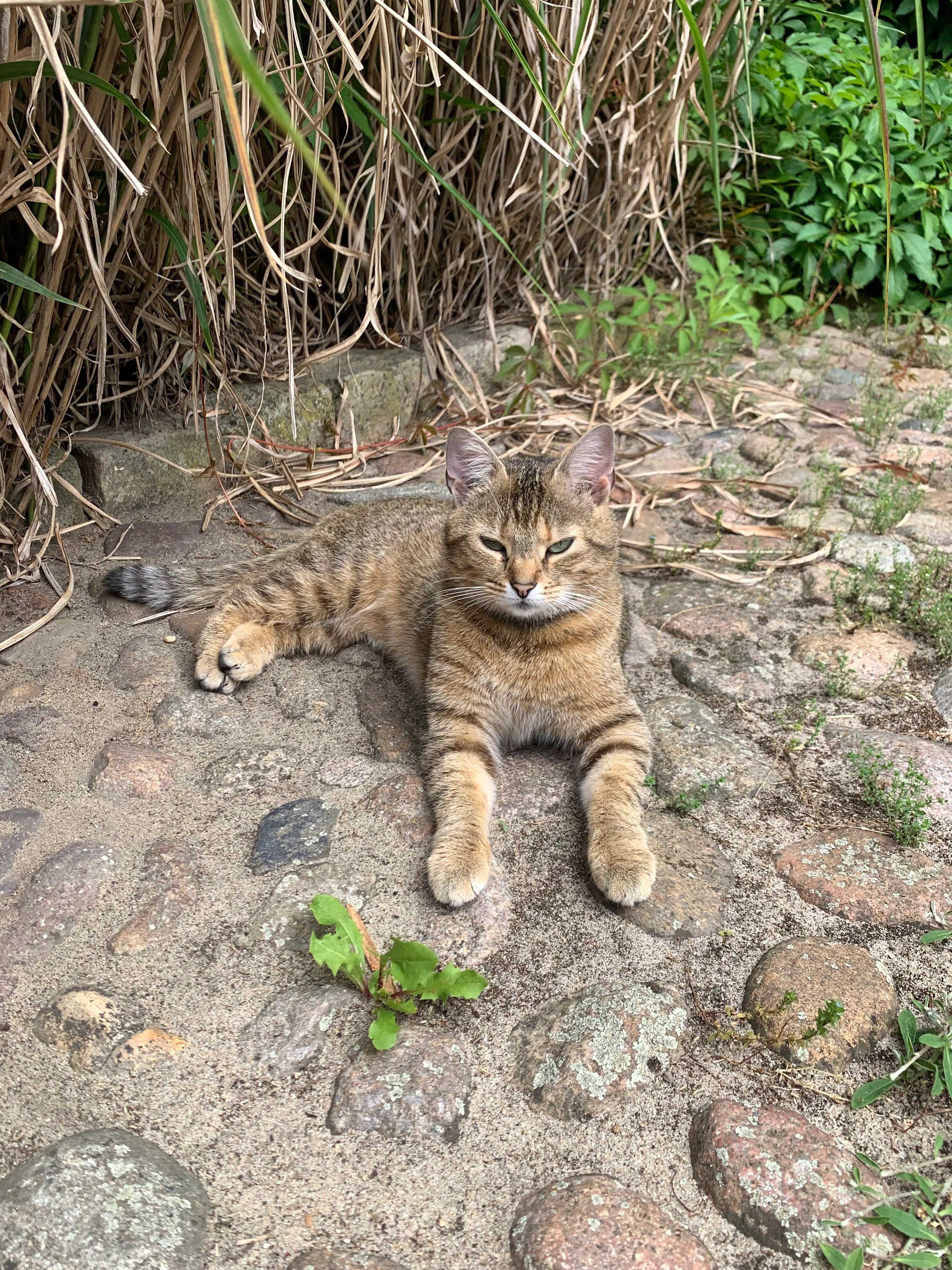 Peach - Grenzweg, Oebisfelde