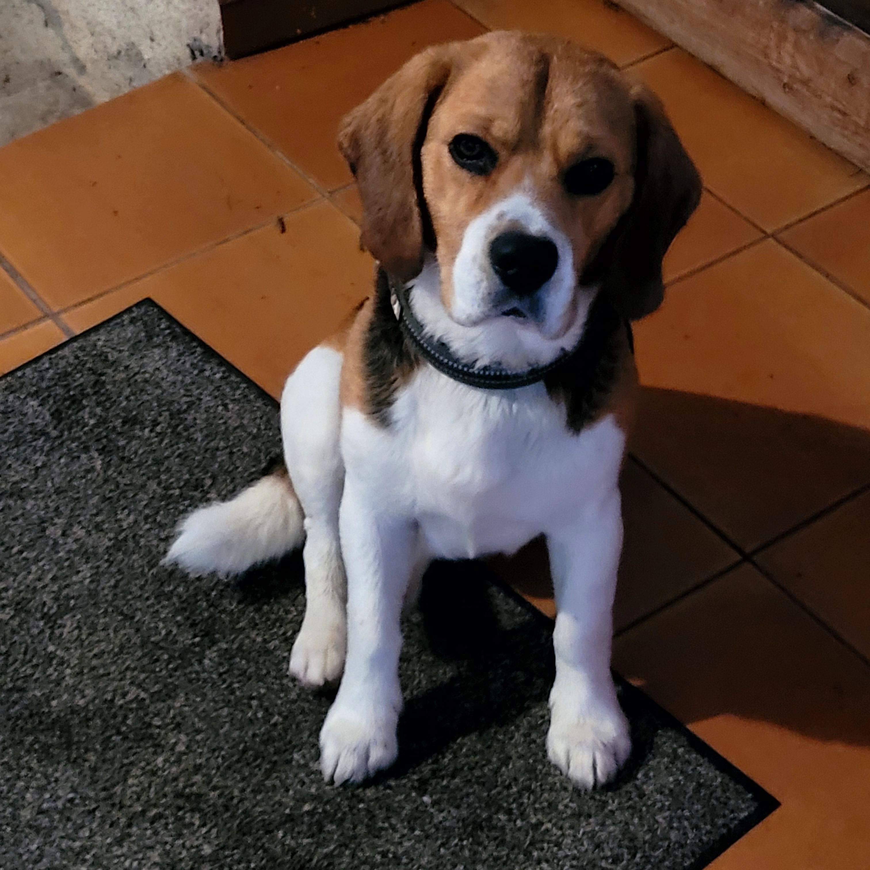 Rufus - 12250, Saint-Jean-et-Saint-Paul