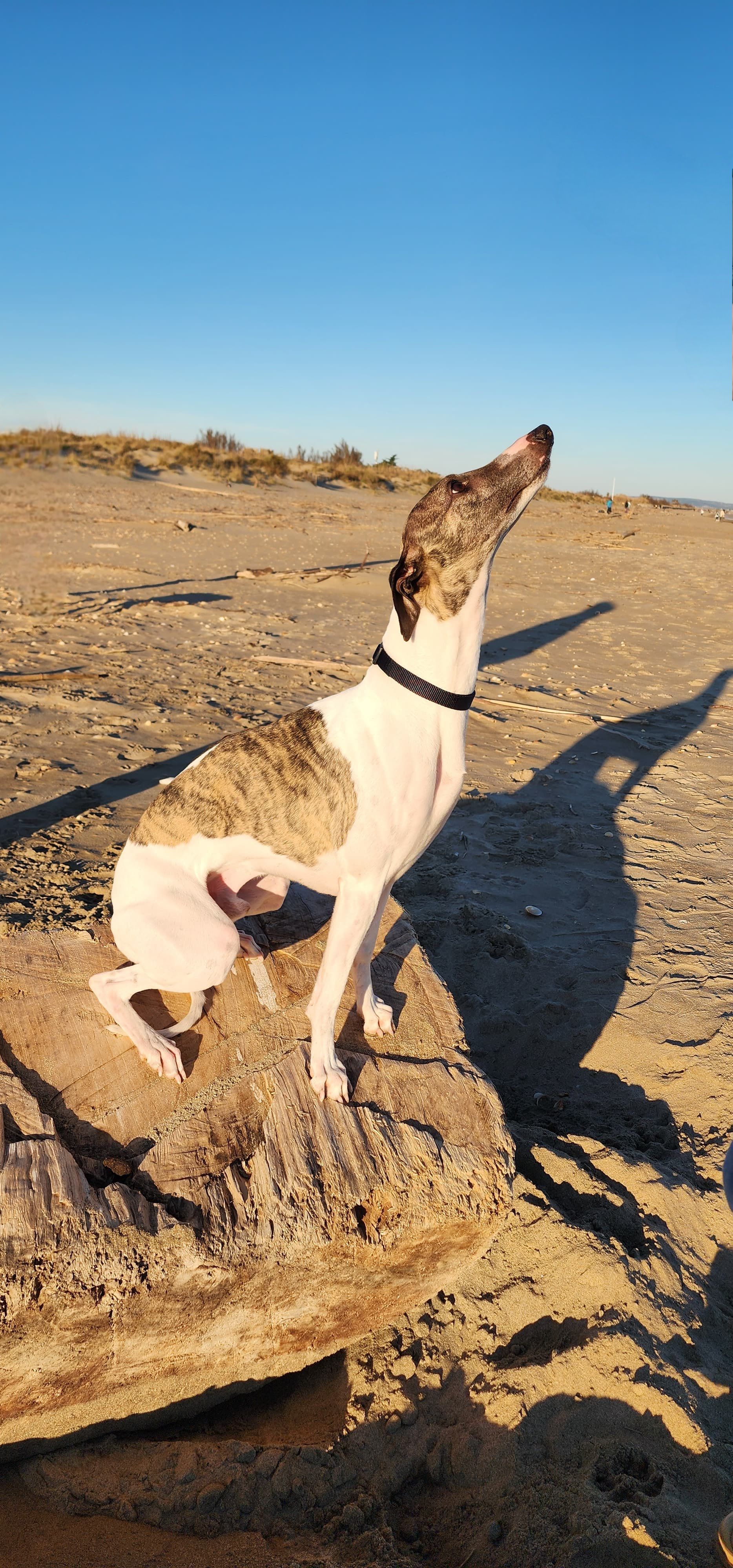 Hector - L'arverne, La Chapelle-Saint-Mesmin