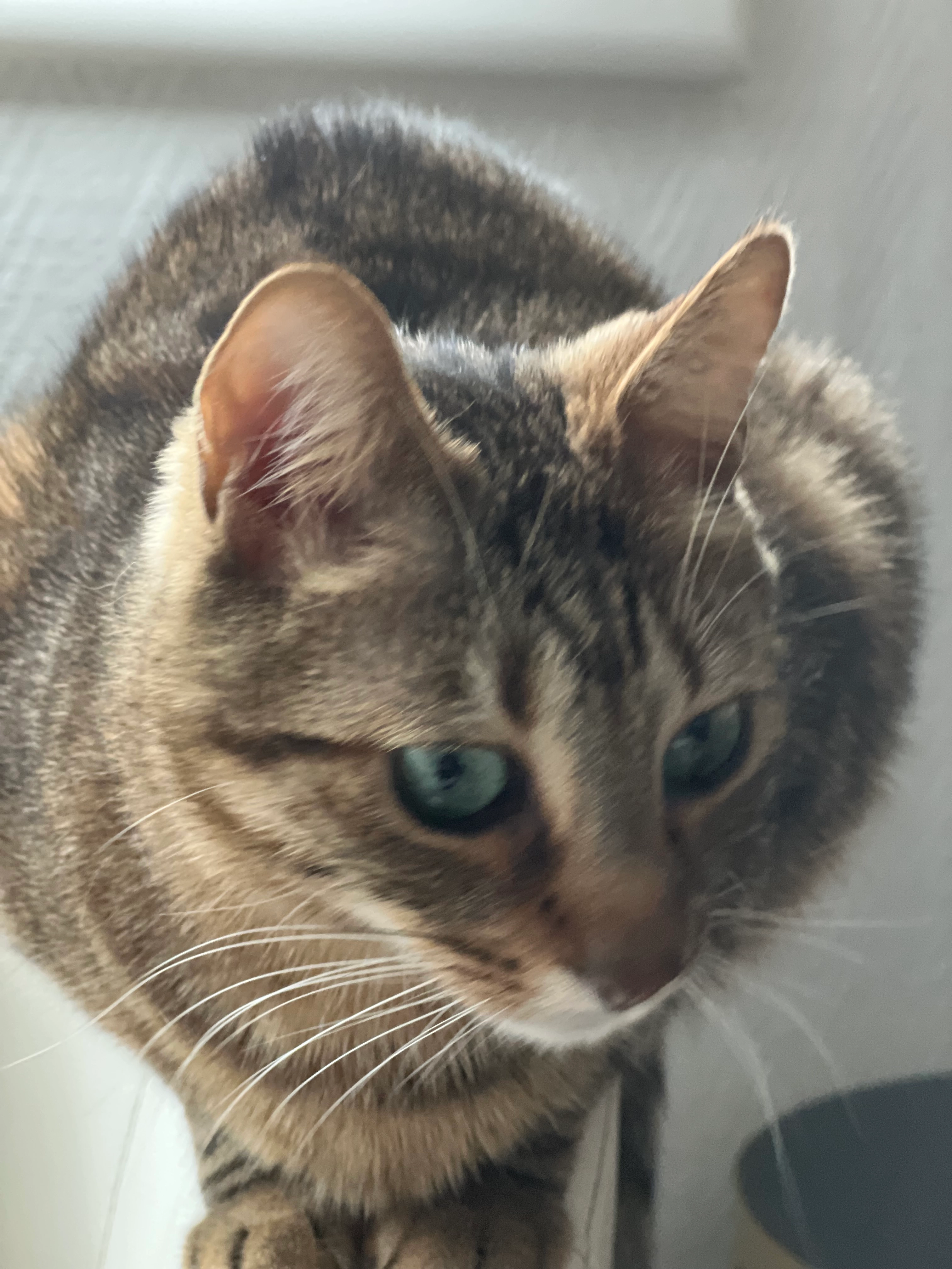 Zizette  - Route de Saint-Régis-du-Coin, Marlhes