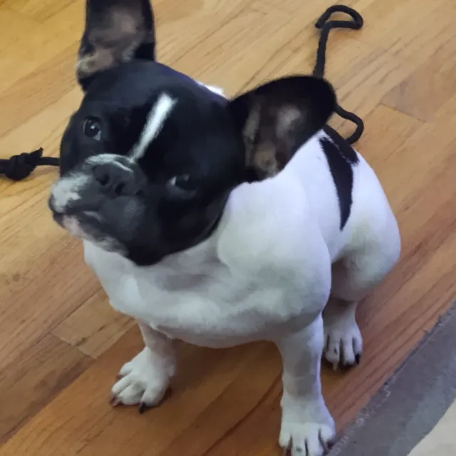 Luna - 9600 Greenview Lane , Manassas