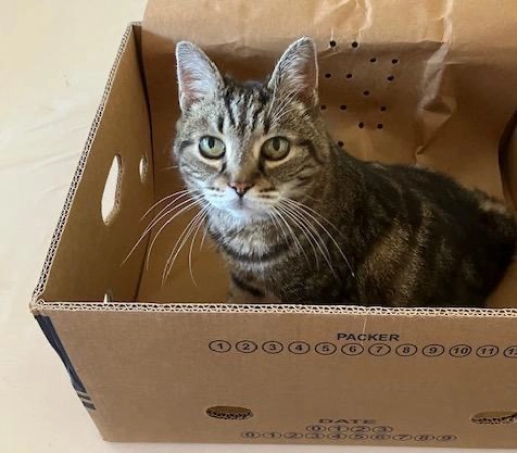 Fientje - Ganzenkoor, Duffel