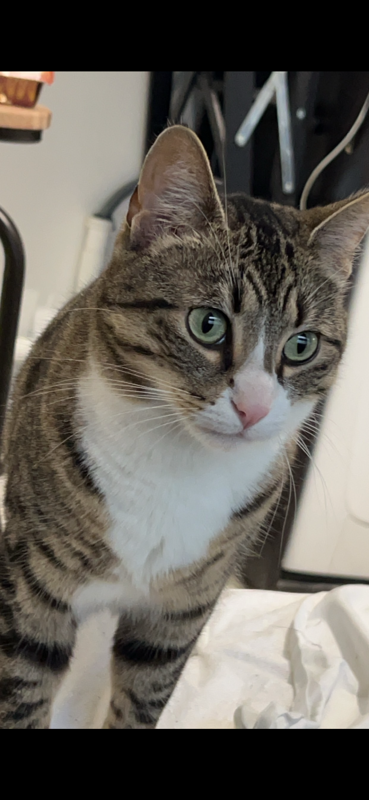 Masha  - 7 Rue Général de Chabrillan, Montélimar