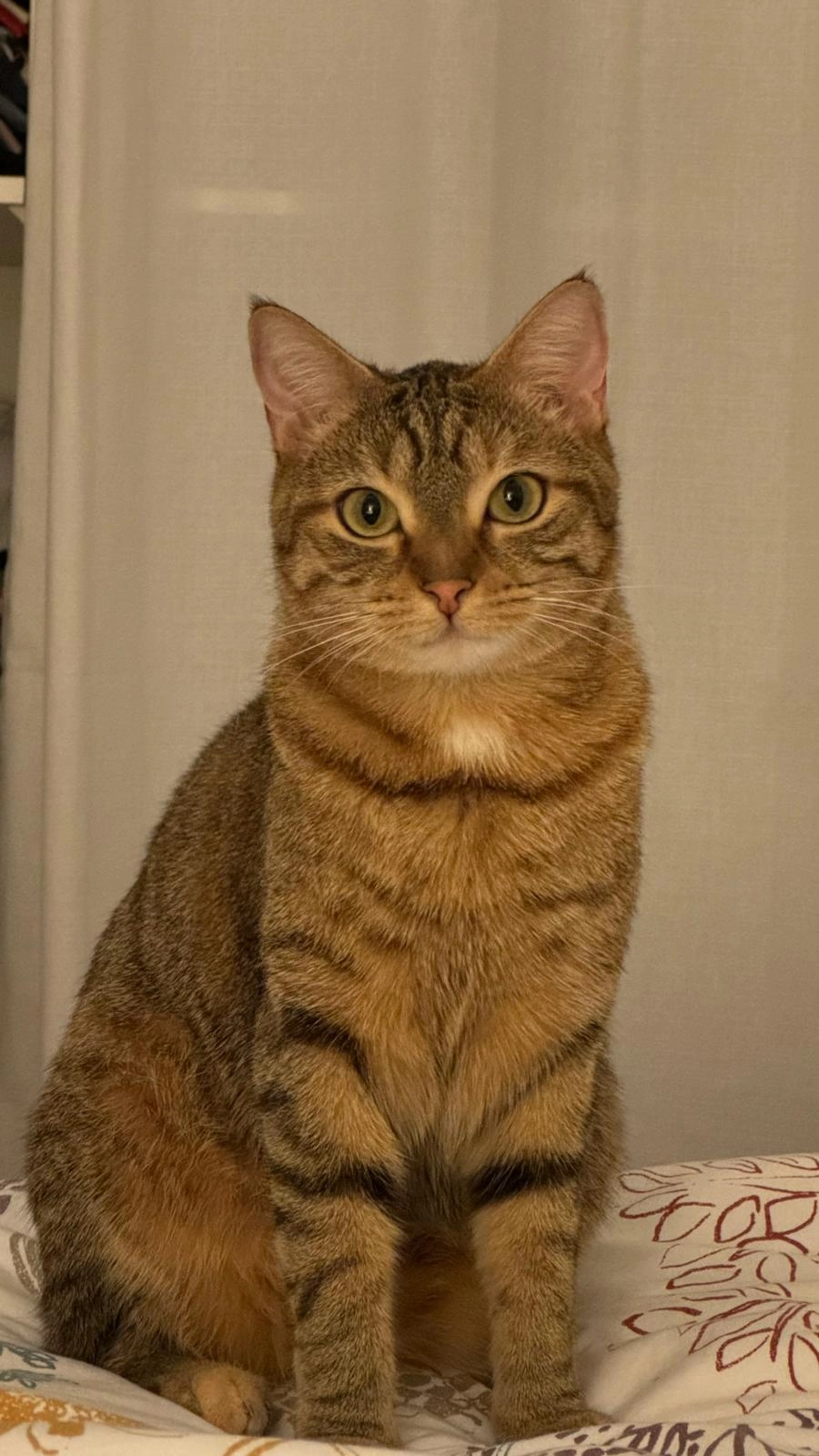 Canelle  - 20, La Marsa