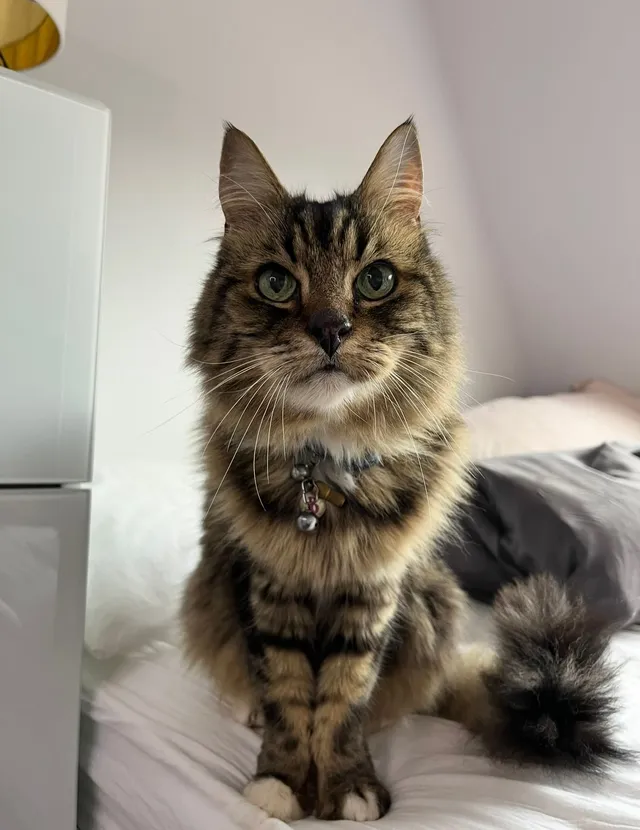 Bailey - Woodies Close, Bracknell
