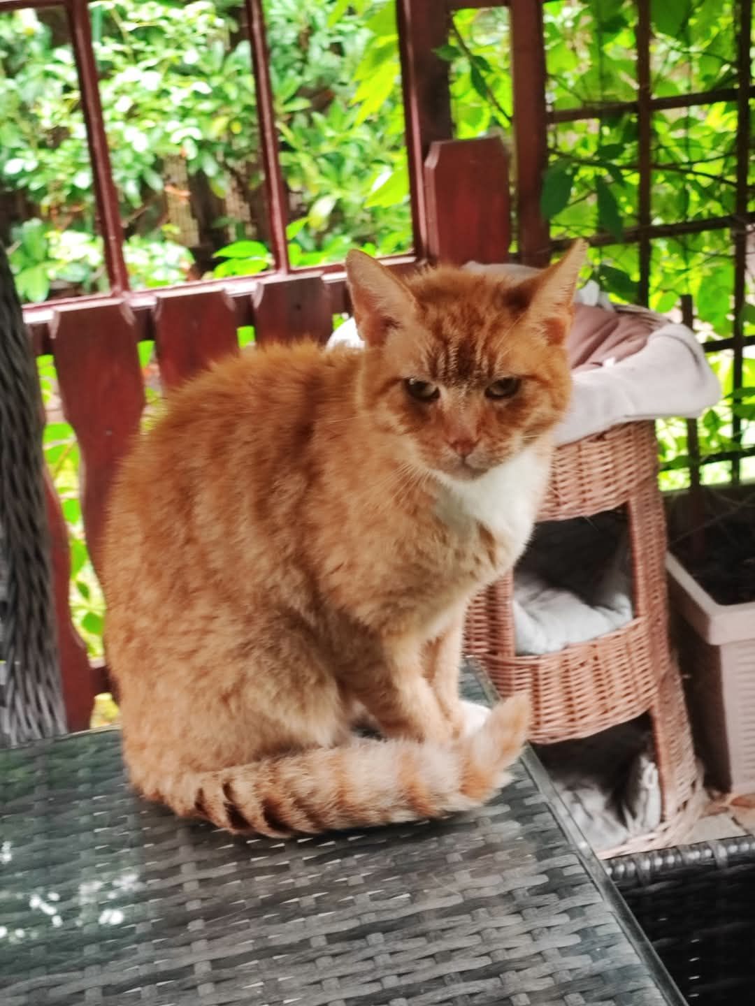 Timmy - 16303, Schwedt/Oder