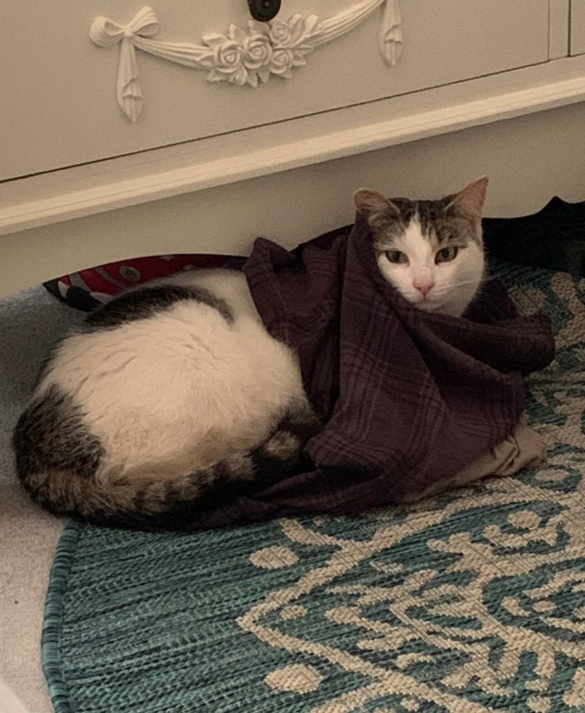 Sai - Cook Court, Salisbury