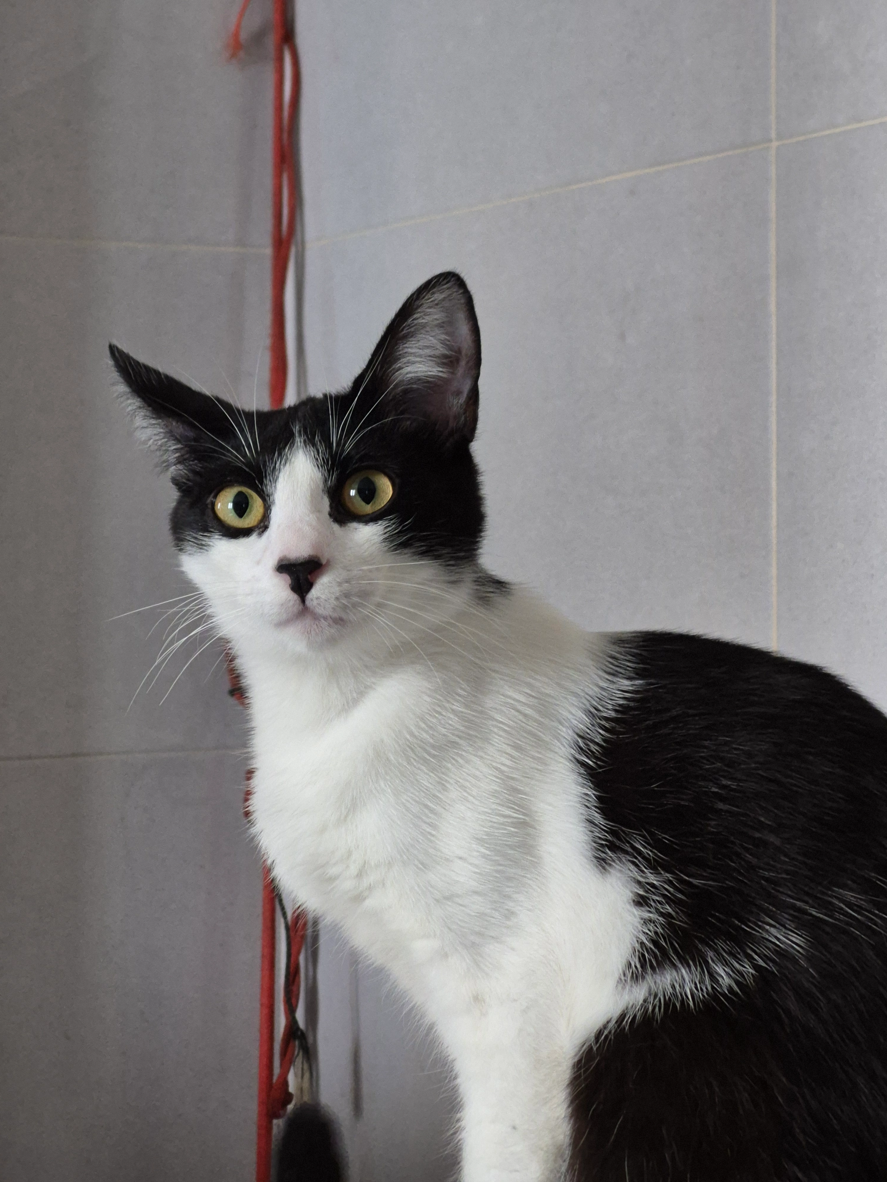 Rabuda - Rúa do Lirio 6, Vigo