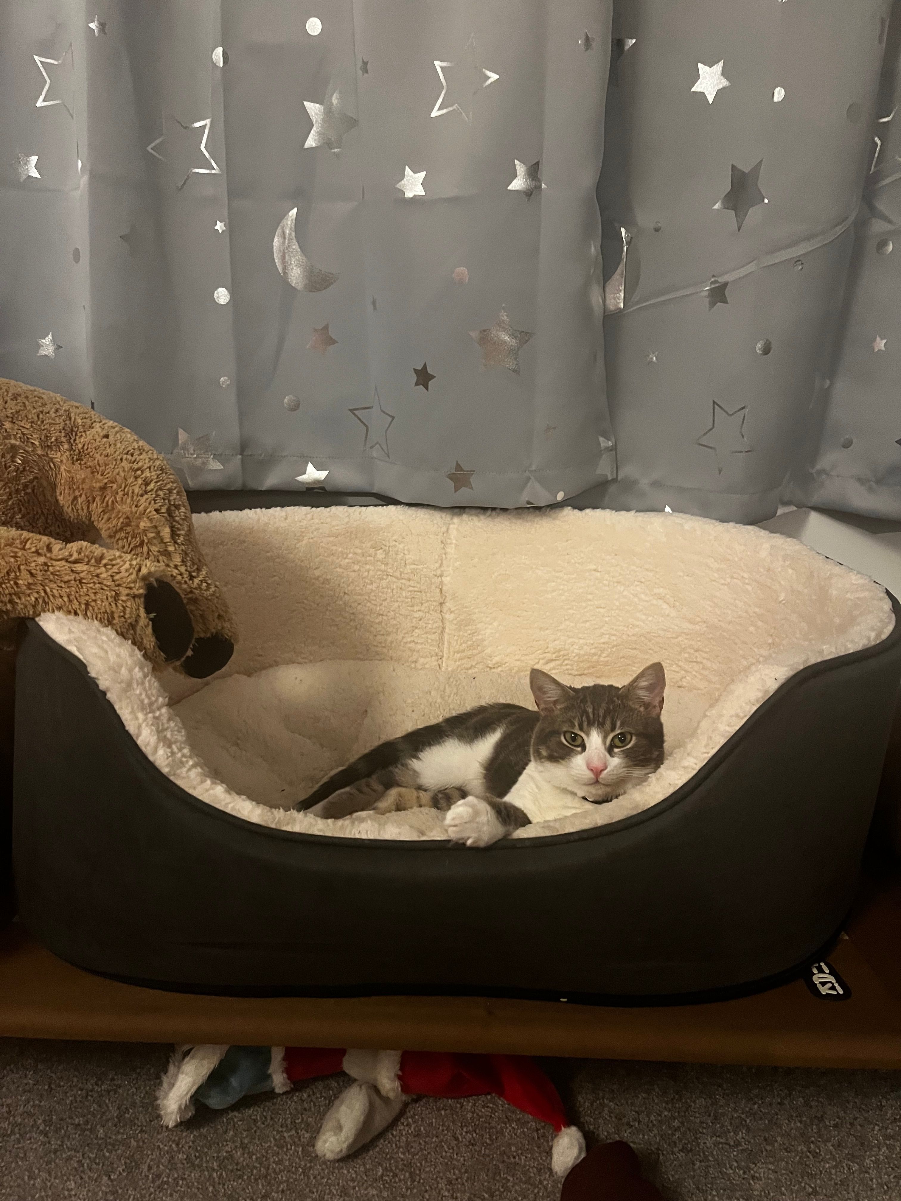 Arlo - Quakers Road, Devizes