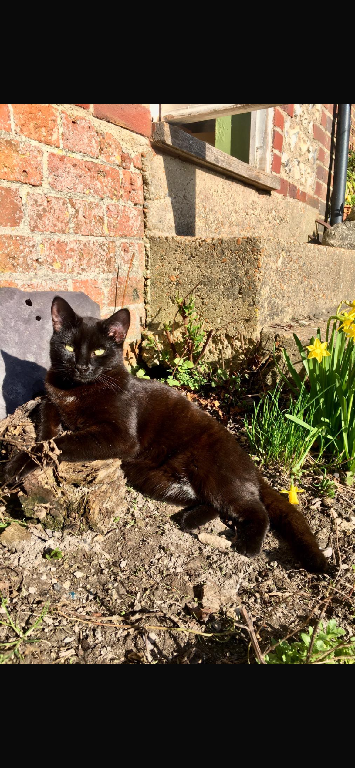 Sid - Bramble Drive, Hailsham